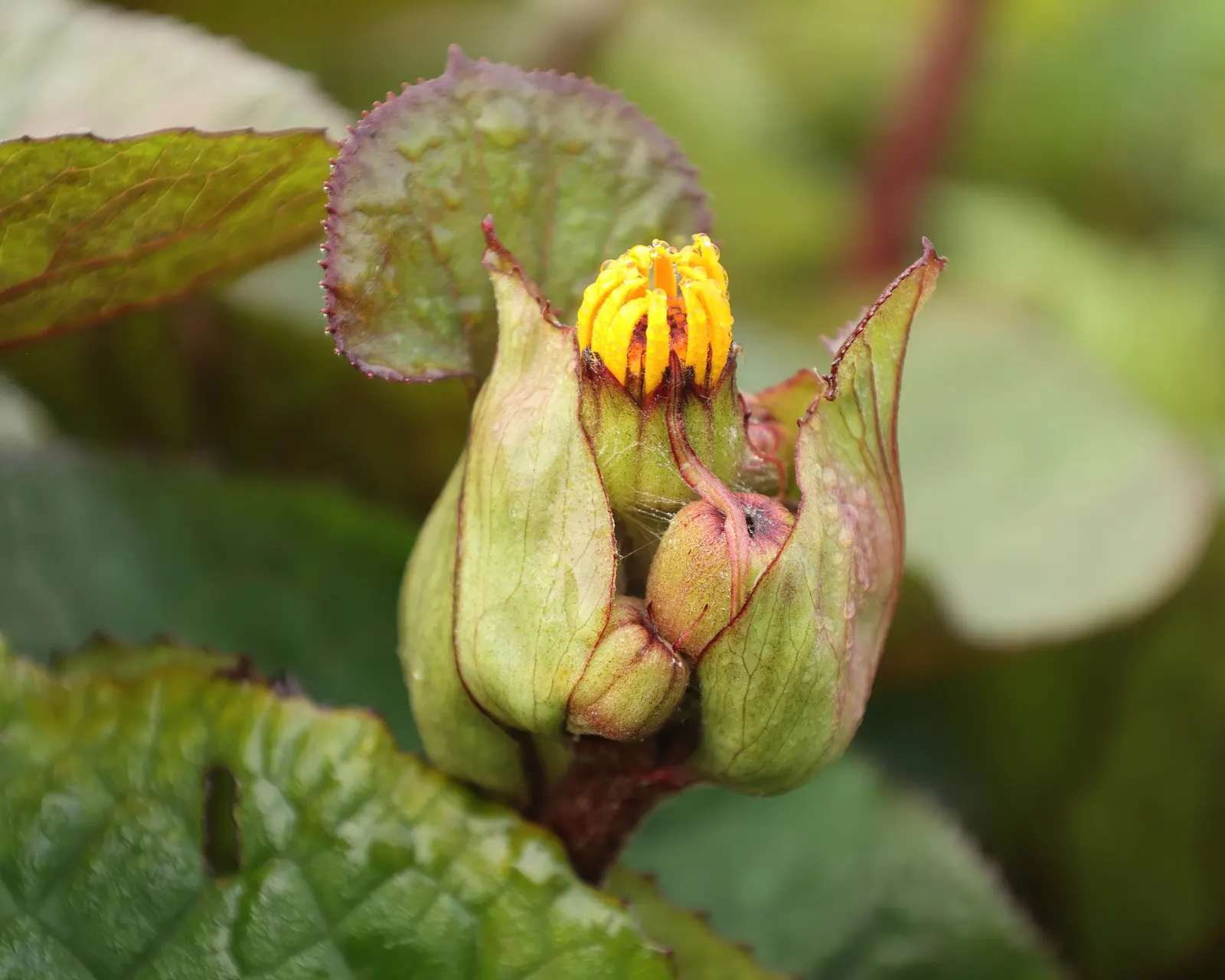 Othello Leopard Plant (Ligularia Dentata 'Othello') — It features striking, large, kidney-shaped leaves of deep purplish-green that can span up to 10 inches