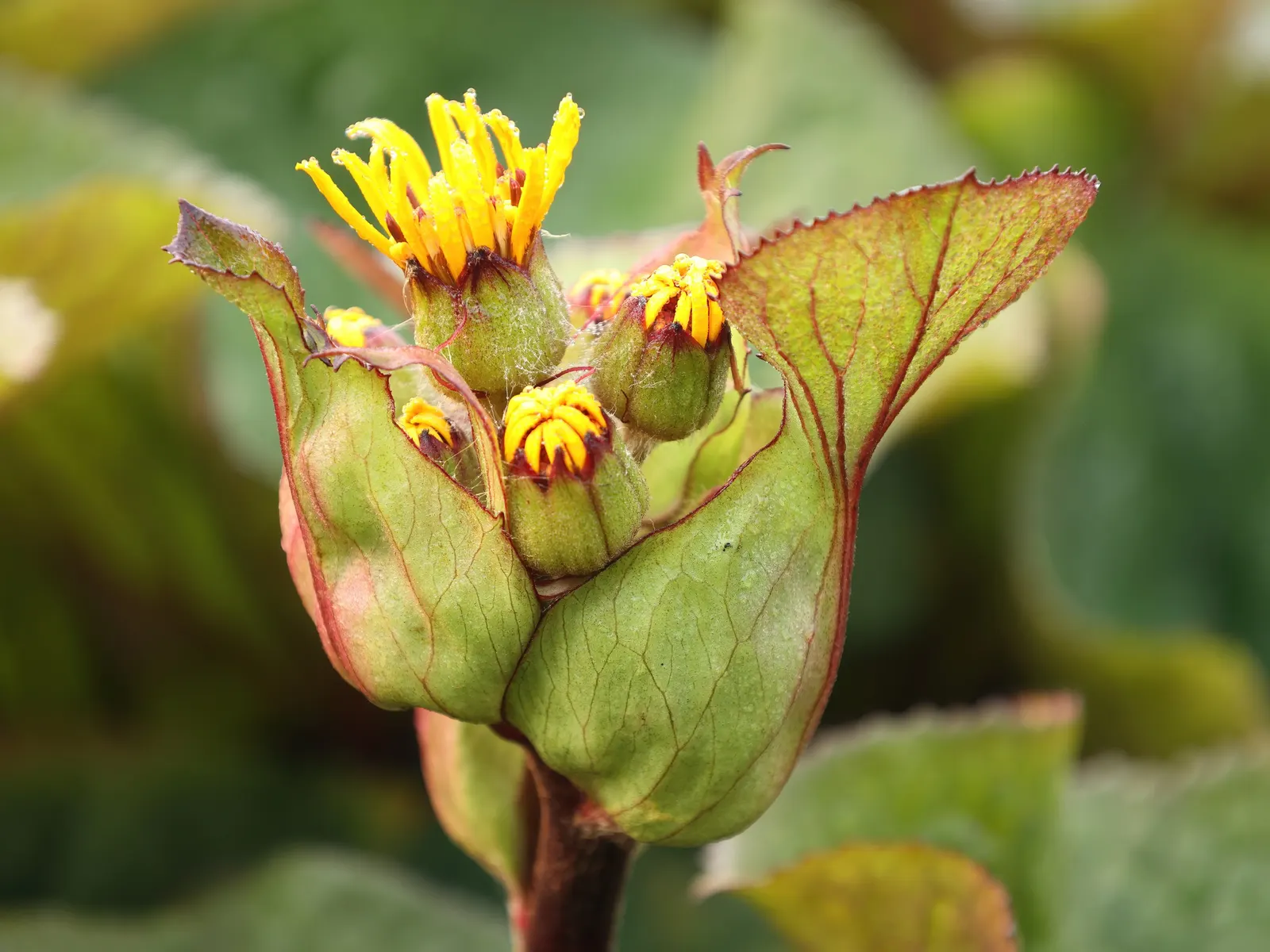 Othello Leopard Plant (Ligularia Dentata 'Othello') — preferring consistently moist