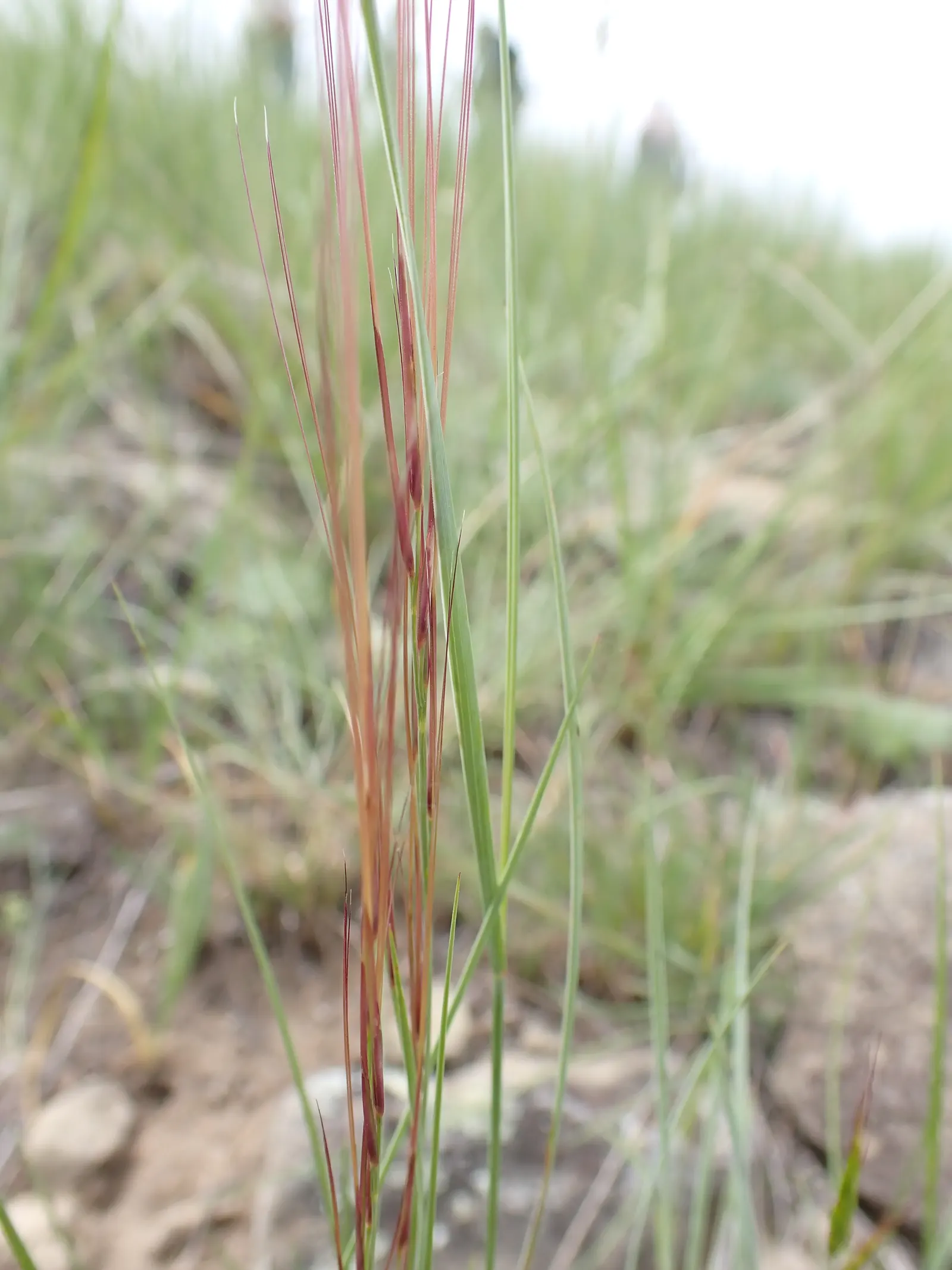 Purple Three Awn Grass (Aristida Purpurea) — from well-draining sandy soils to clay