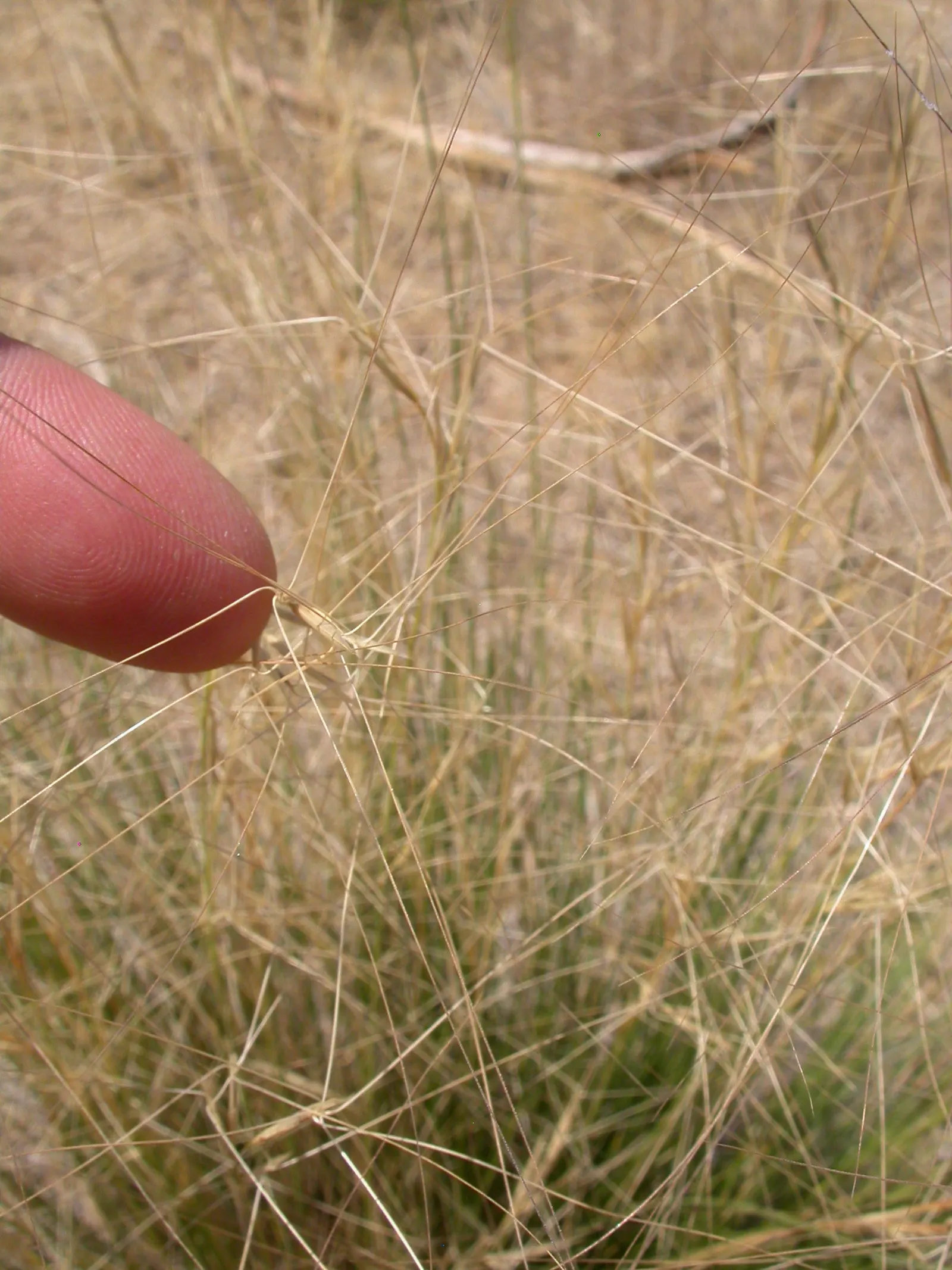 Purple Three Awn Grass (Aristida Purpurea) — purple-tinged stems soaring to 2-3 feet