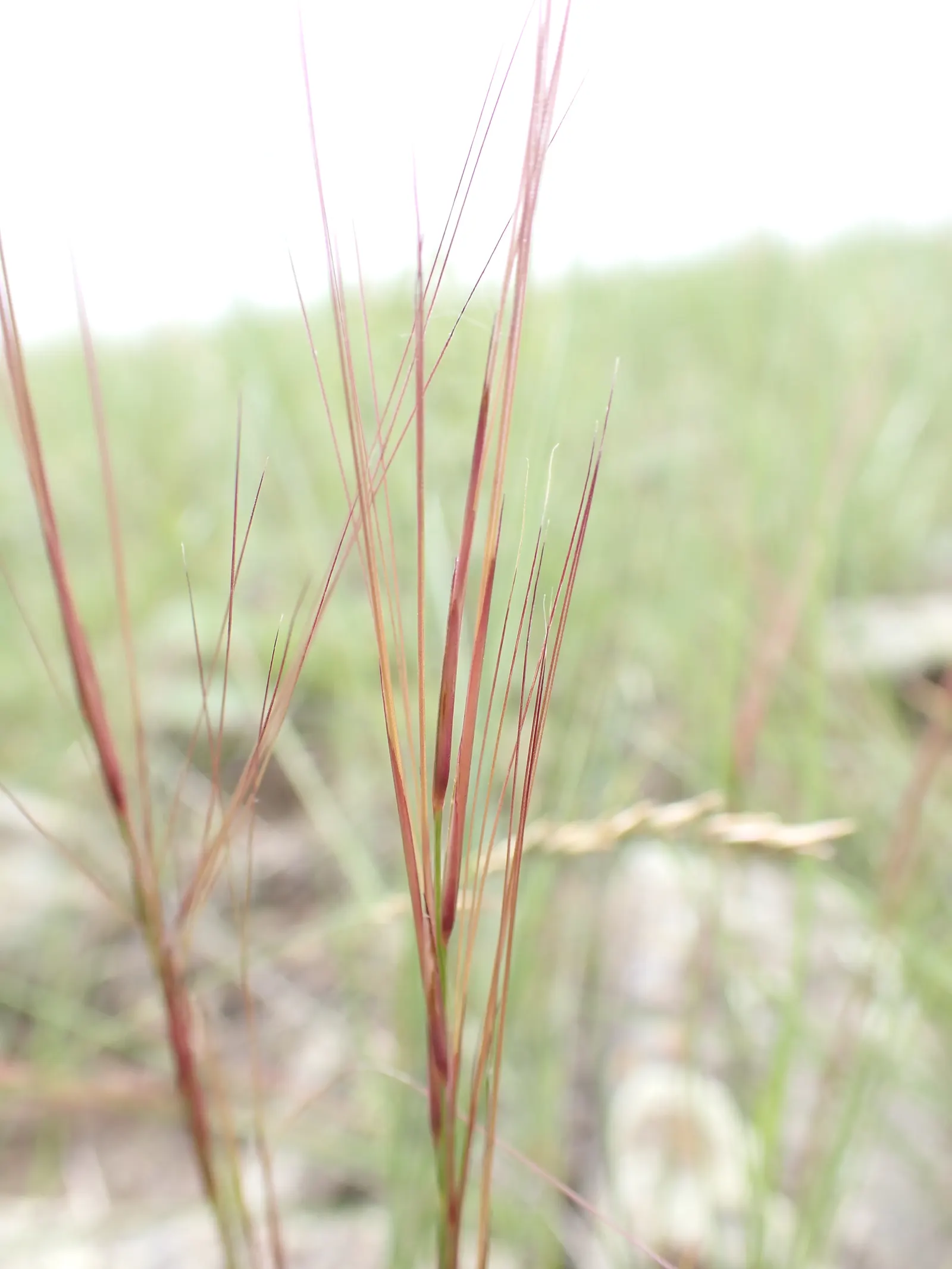 Purple Three Awn Grass (Aristida Purpurea) — multi-colored and purple flowers in the garden