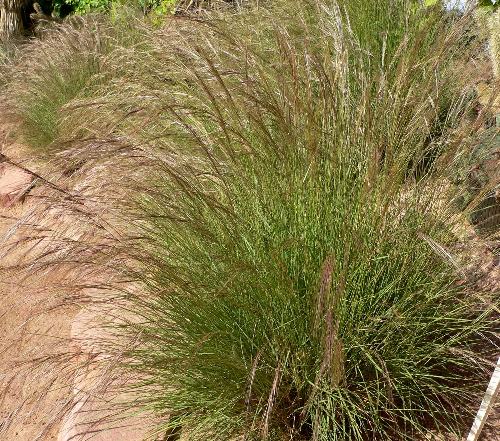Purple Three Awn Grass (Aristida Purpurea) — particularly when back-lit by the sun