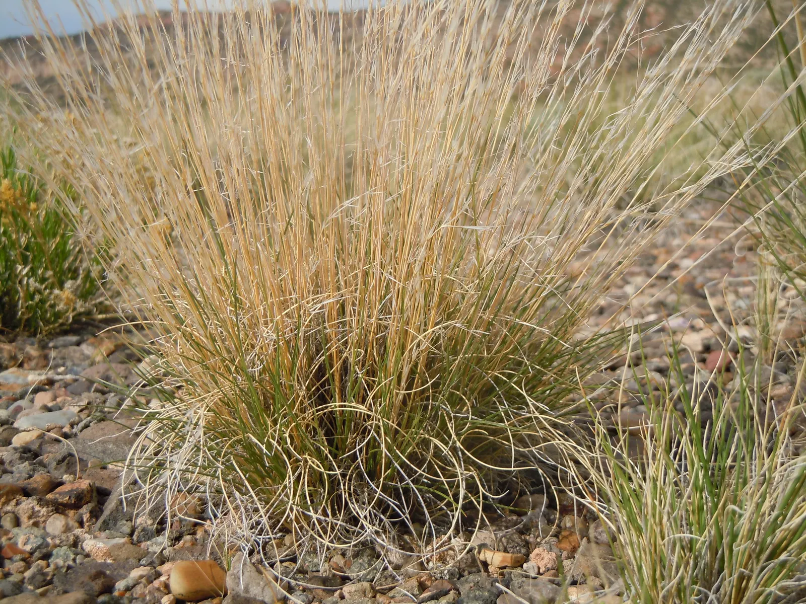 Purple Three Awn Grass (Aristida Purpurea) — scientifically known as Aristida purpurea
