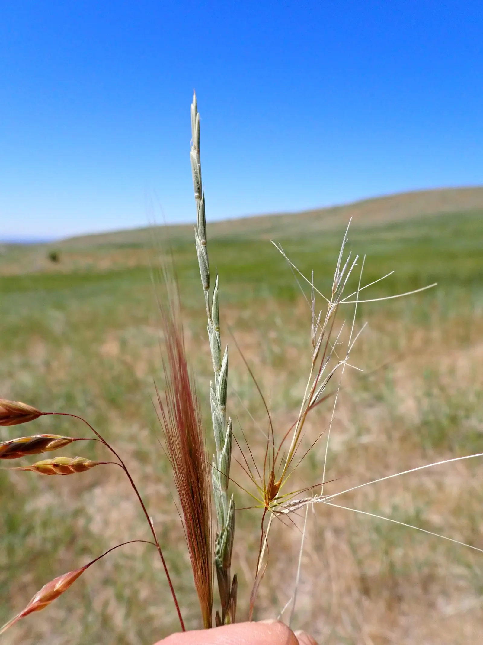 Purple Three Awn Grass (Aristida Purpurea) — grass for full