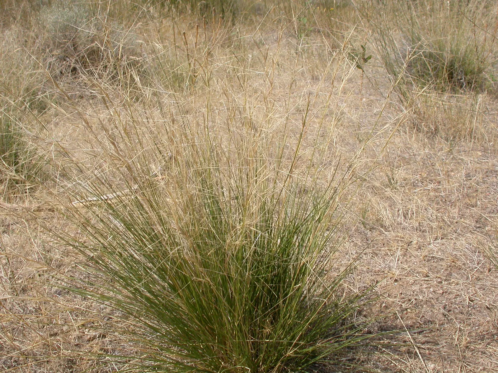 Purple Three Awn Grass (Aristida Purpurea) — preferring full sun to partial shade exposures