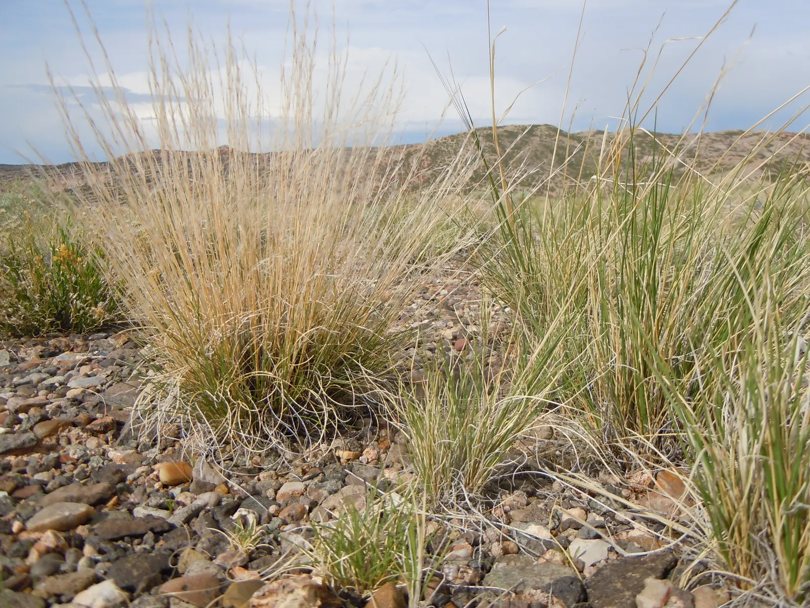 Purple Three Awn Grass (Aristida Purpurea) — Standing at an average height of 18 to 24 inches