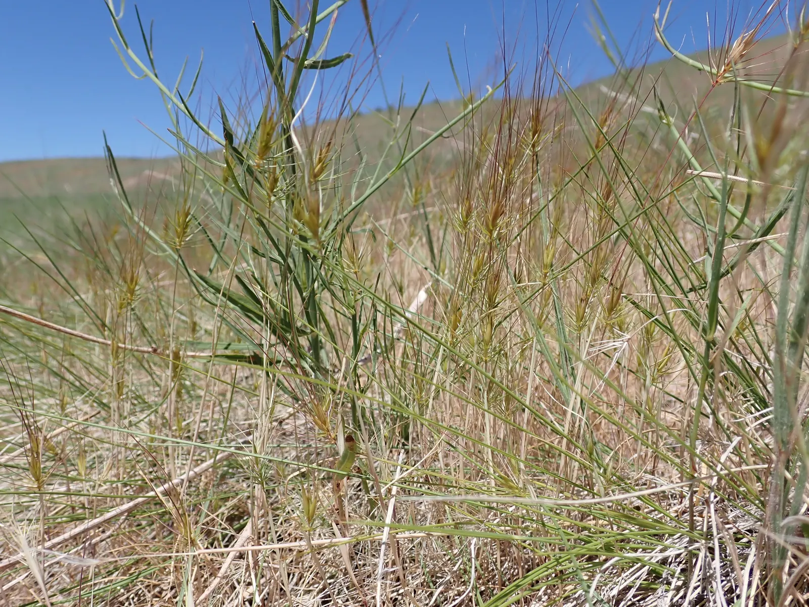 Purple Three Awn Grass (Aristida Purpurea) — or intersperse it within a mixed border for height and color contrast