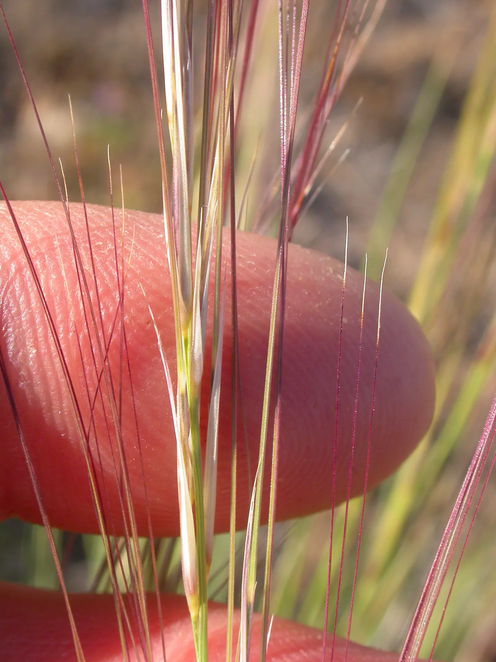 Purple Three Awn Grass (Aristida Purpurea) — Use it in mass plantings for a stunning visual effect