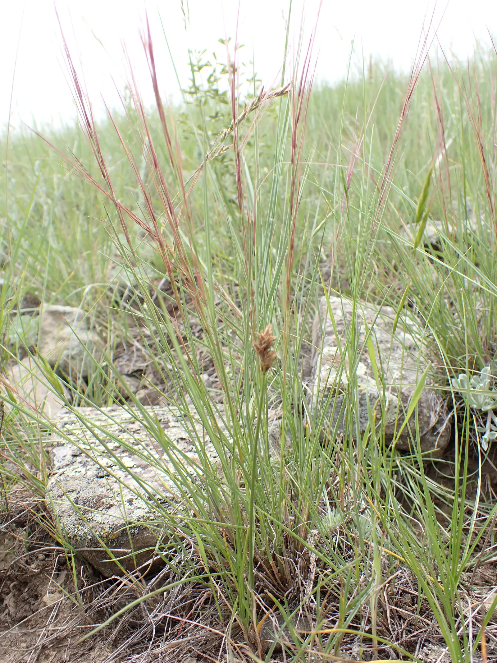 Purple Three Awn Grass (Aristida Purpurea) — This low-maintenance native adds texture and movement to any xeriscape design