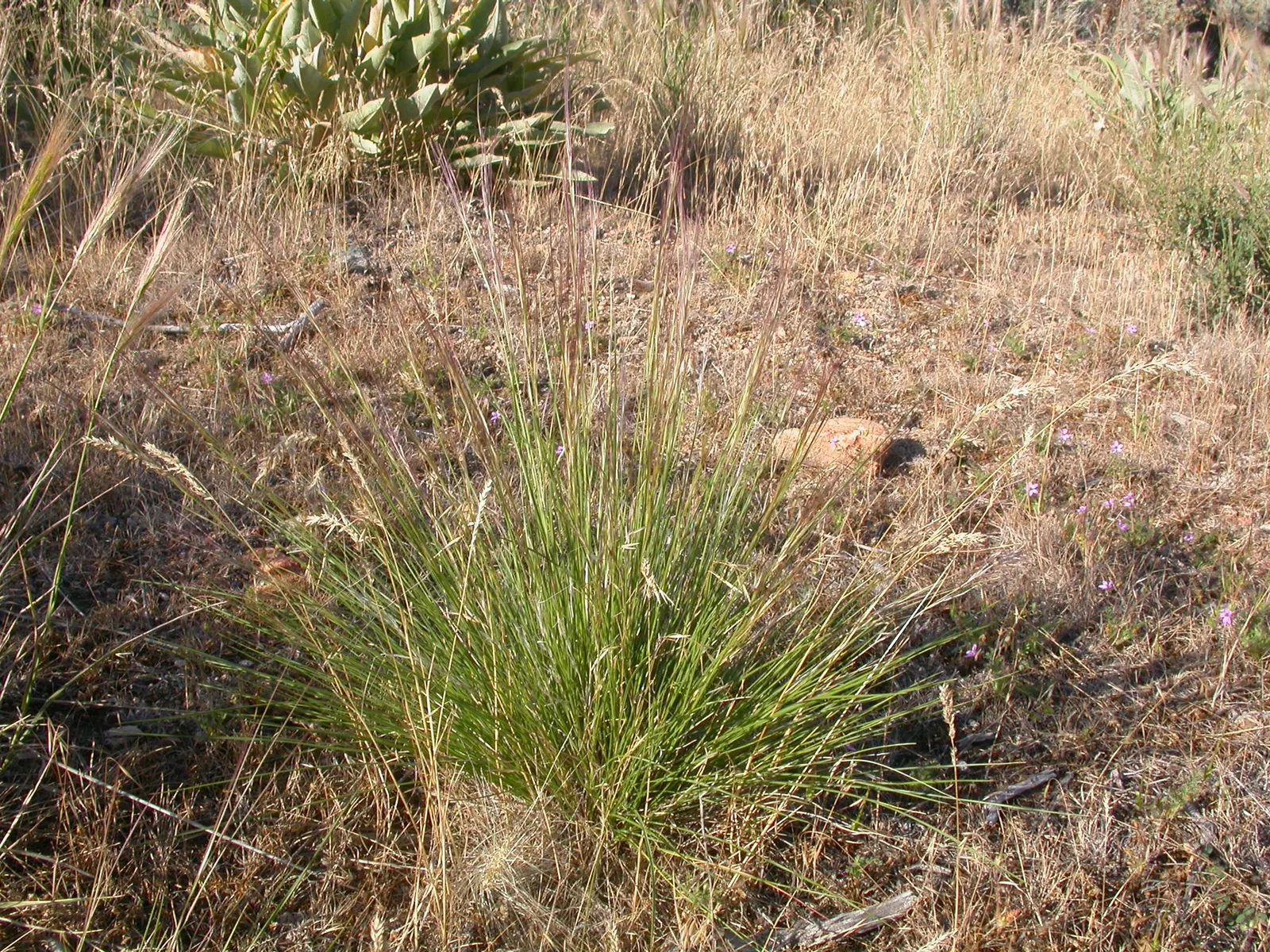 Purple Three Awn Grass (Aristida Purpurea) — Its drought tolerance is considerable