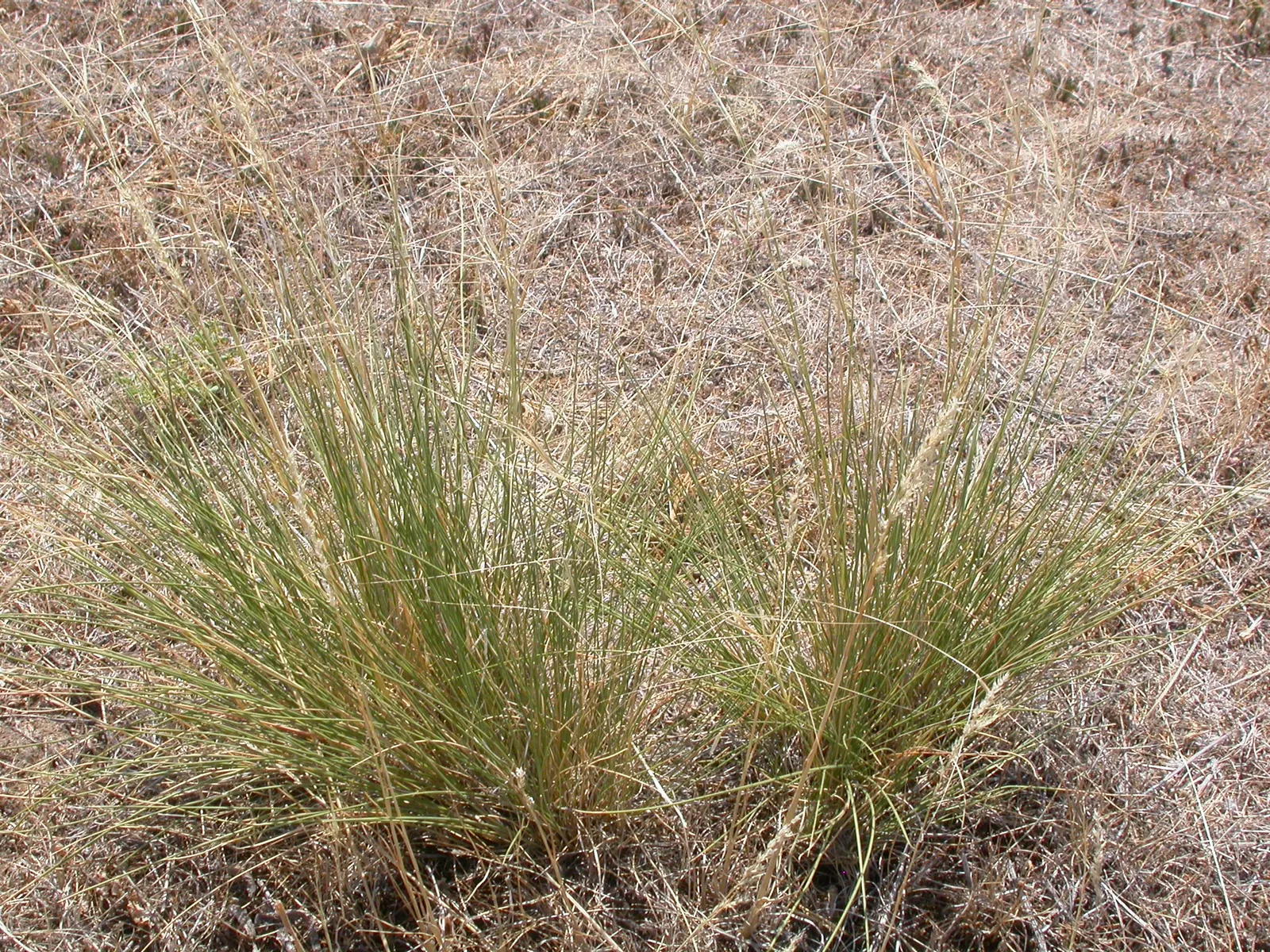 Purple Three Awn Grass (Aristida Purpurea) — providing a solution for areas with high deer activity
