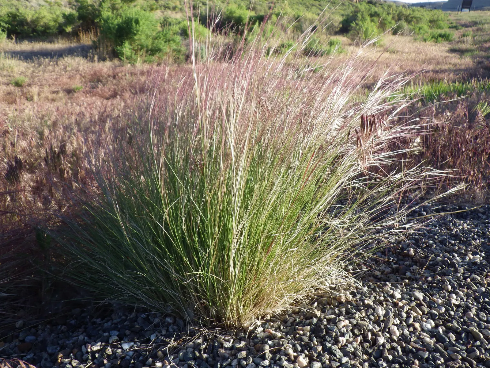 Purple Three Awn Grass (Aristida Purpurea) — wispy awns that display a captivating purple to reddish hue