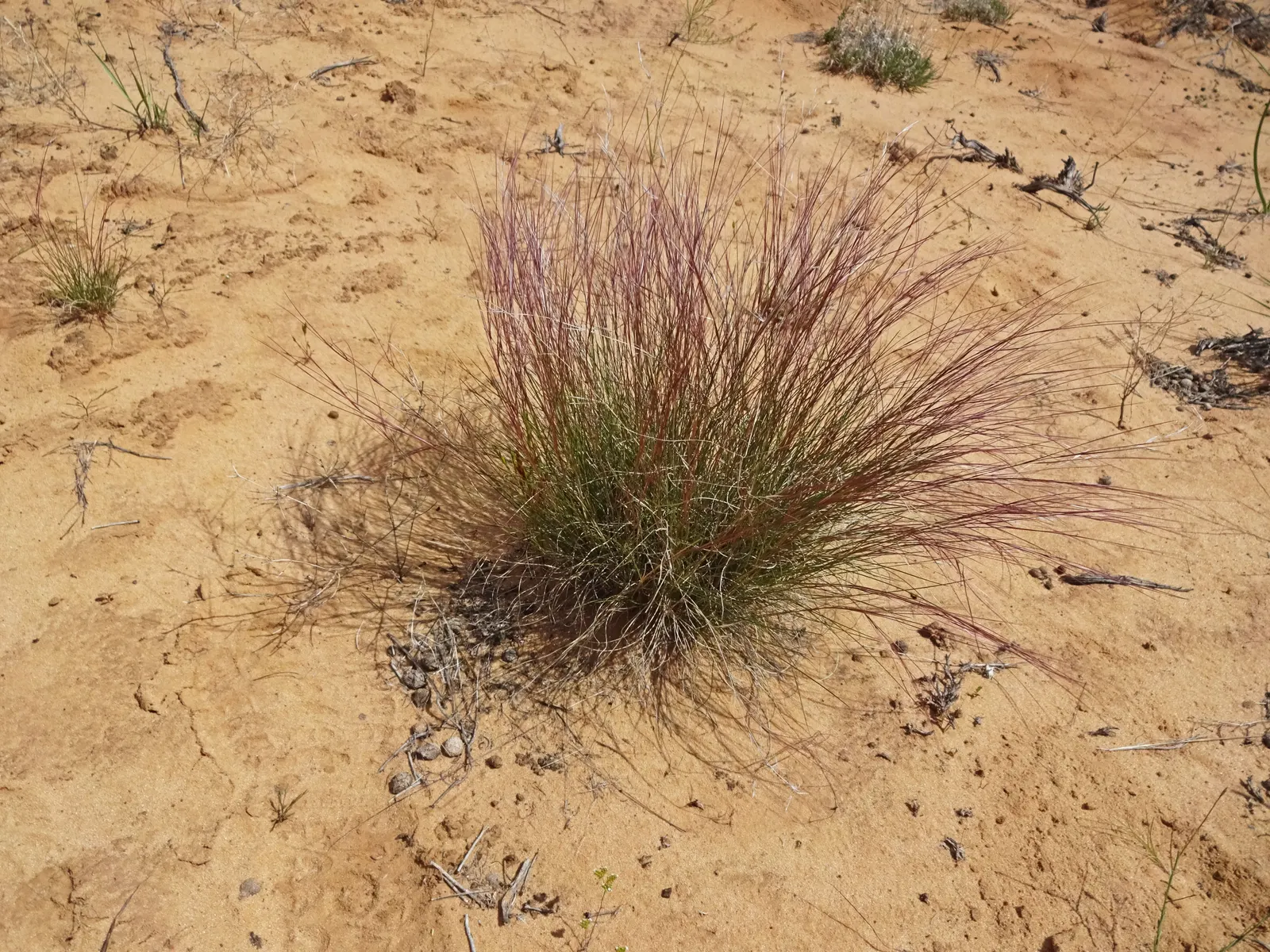 Purple Three Awn Grass (Aristida Purpurea) — When designing with this grass