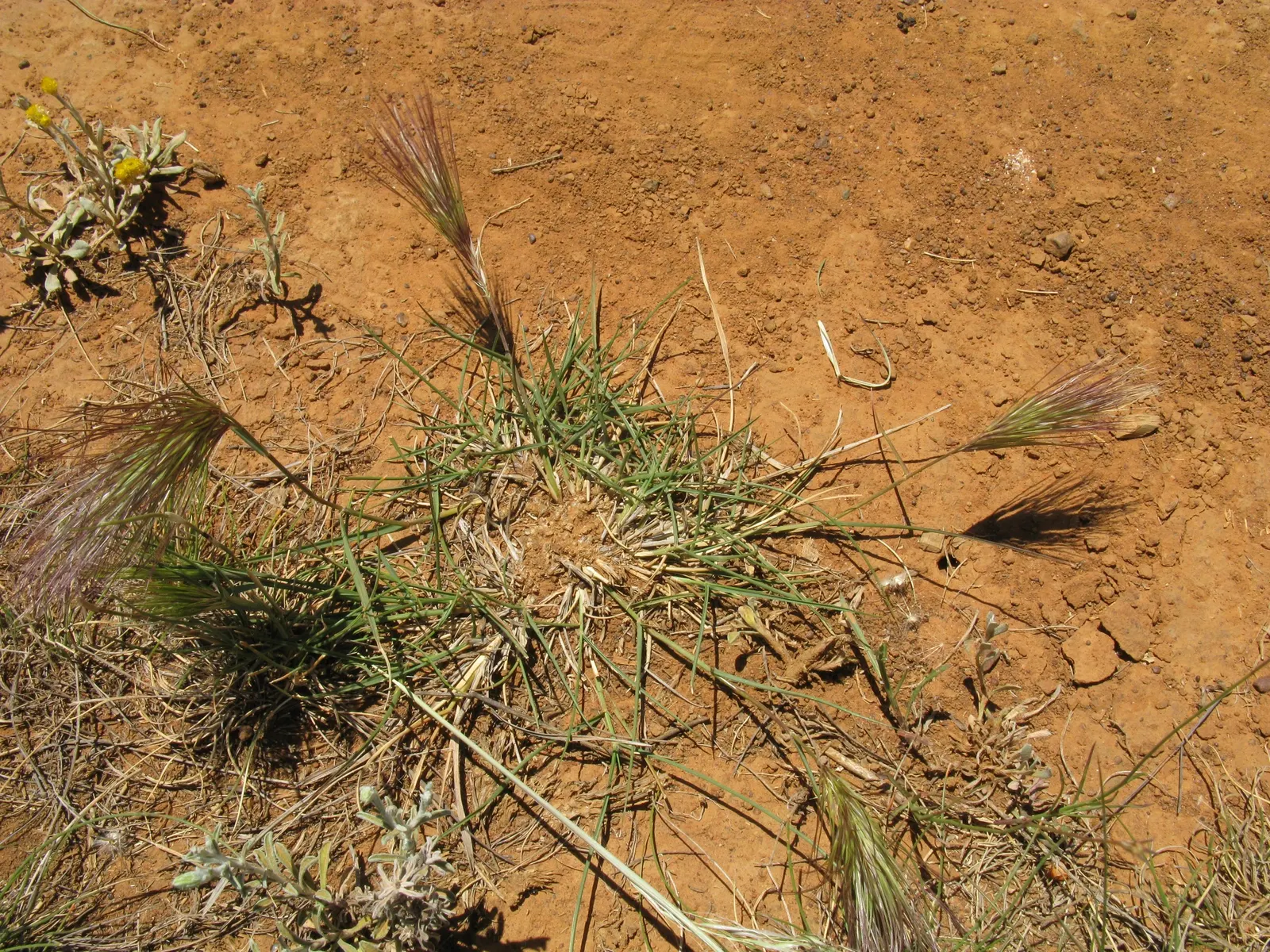 Purple Three Awn Grass (Aristida Purpurea) — grass with multi-colored and purple blooms