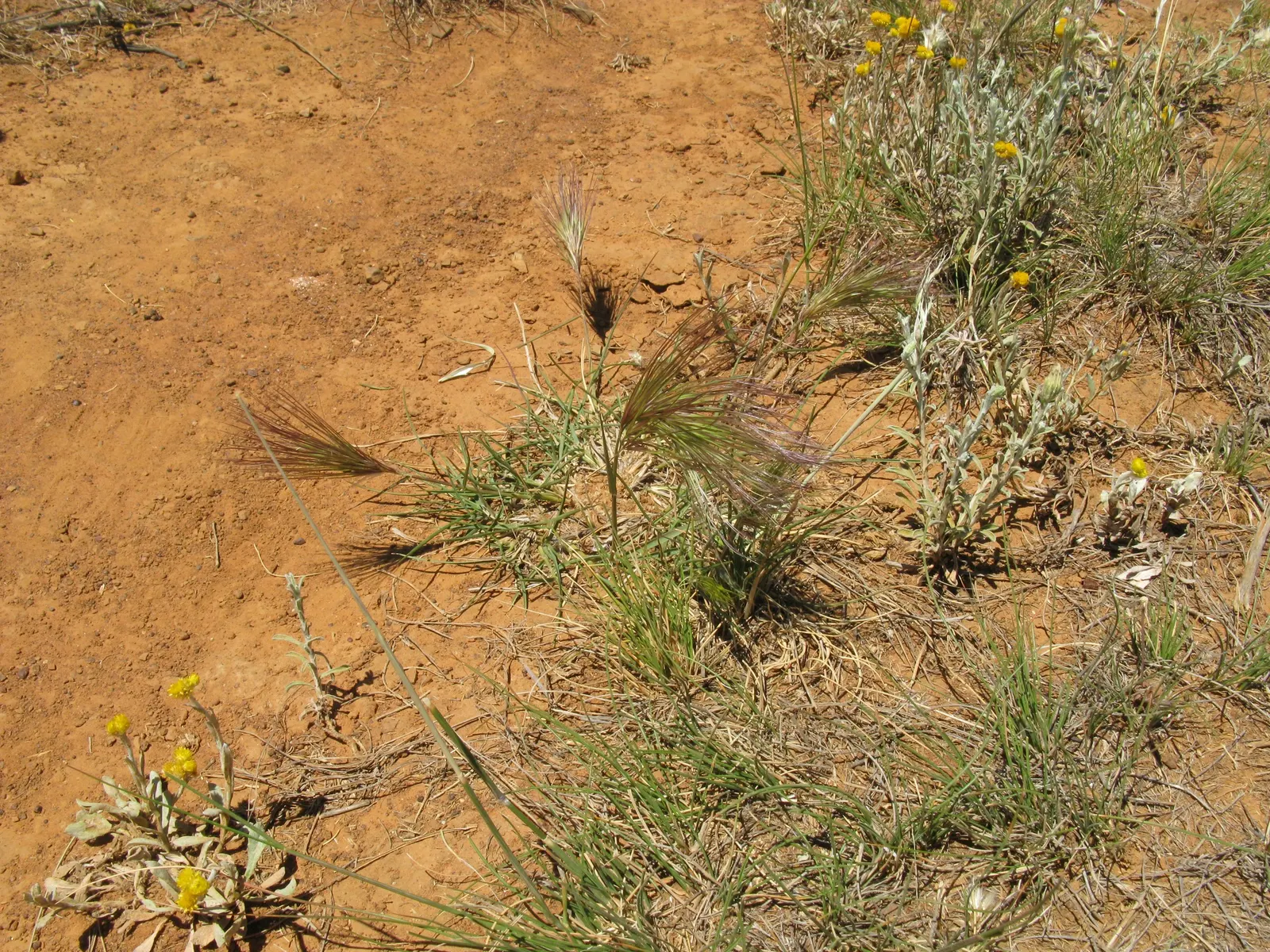 Purple Three Awn Grass (Aristida Purpurea) — It flourishes in full sun, requiring minimal watering