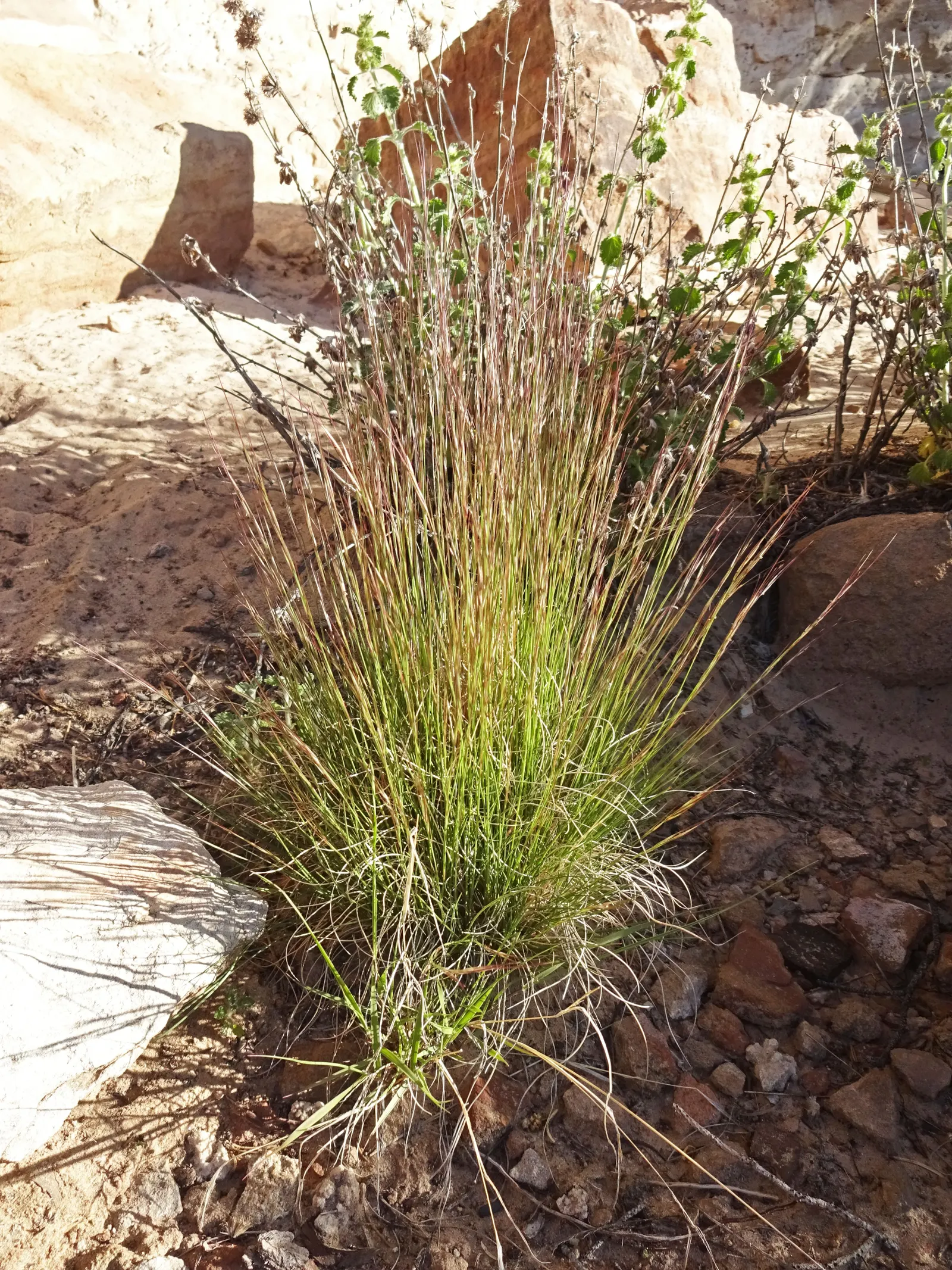 Purple Three Awn Grass (Aristida Purpurea) — offering seasonal interest and ease of care