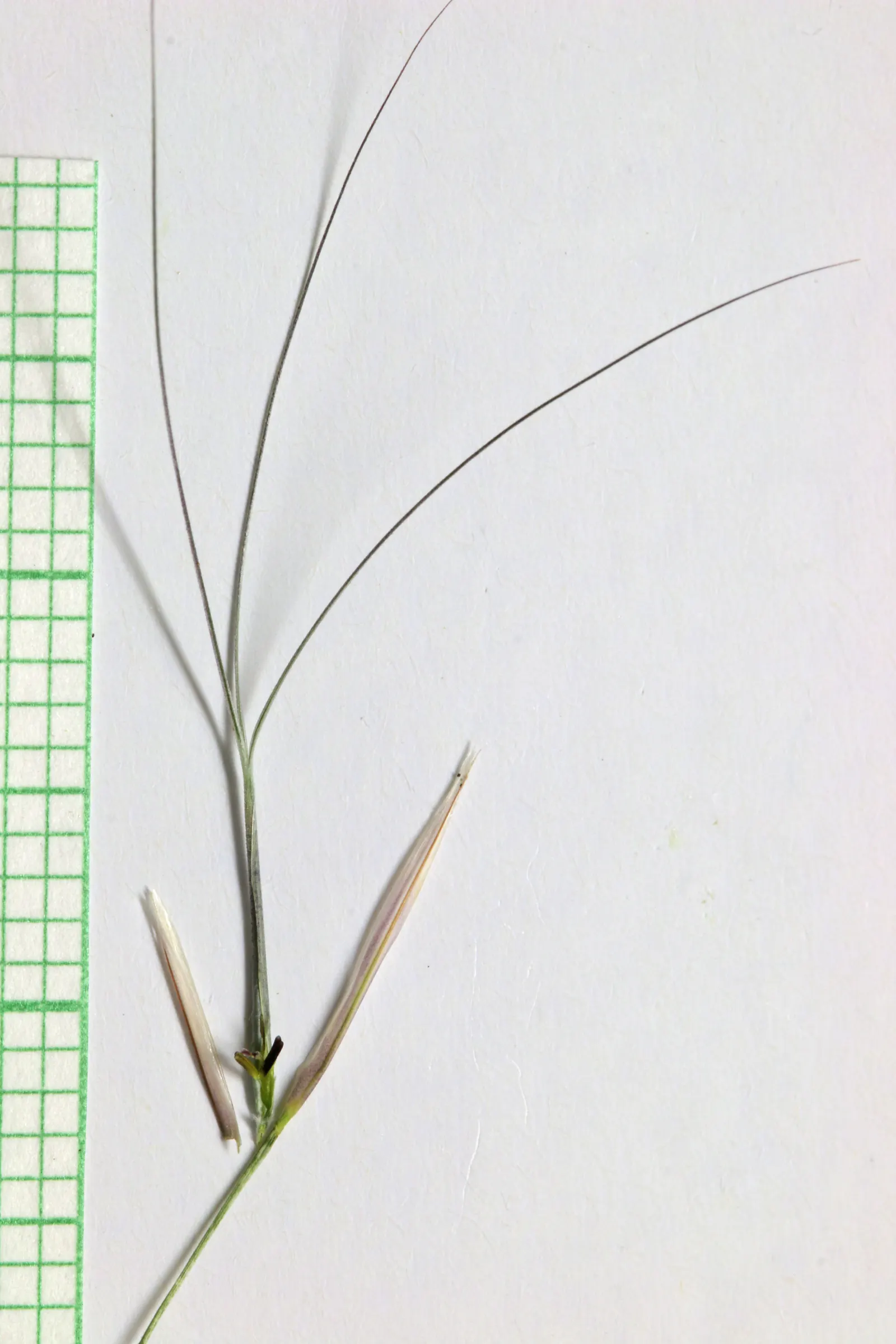 Purple Three Awn Grass (Aristida Purpurea) — Aristida purpurea is largely deer resistant