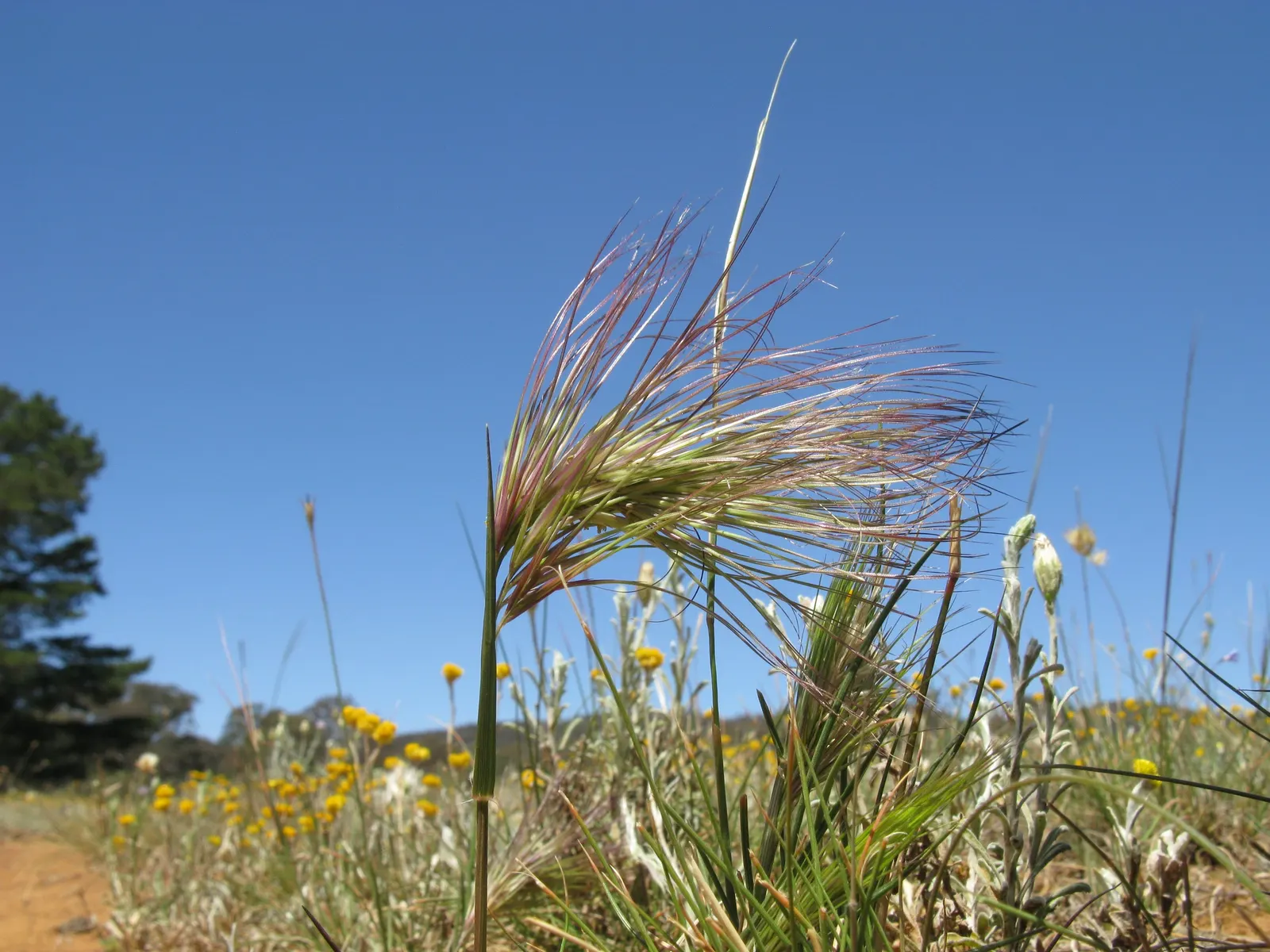 Purple Three Awn Grass (Aristida Purpurea) — feathery awns that catch sunlight exquisitely