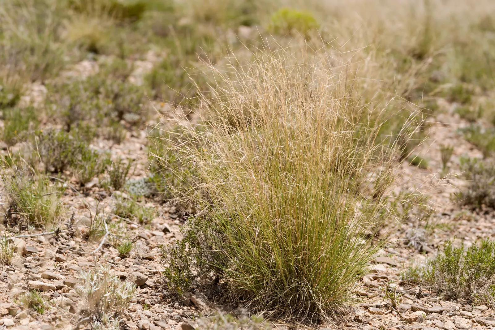 Purple Three Awn Grass (Aristida Purpurea) — Aristida purpurea, or Purple Three Awn Grass, is a drought-tolerant perennial