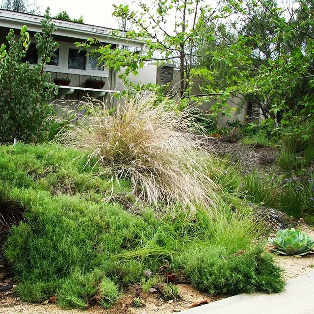 Purple Three Awn Grass (Aristida Purpurea) — consider its ability to sway gracefully with the wind