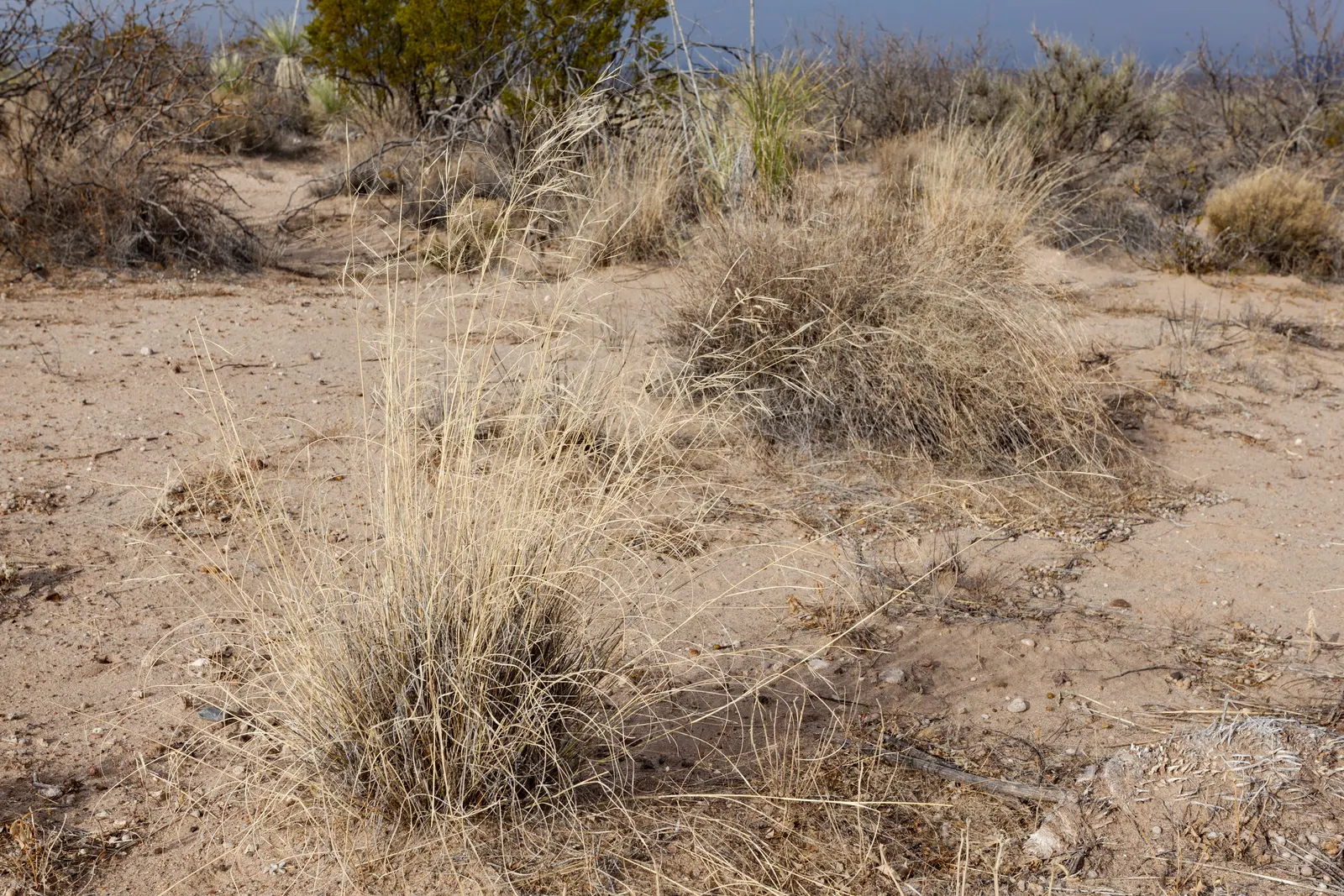 Purple Three Awn Grass (Aristida Purpurea) — It is also deer-resistant, making it a hardy choice for various garden settings