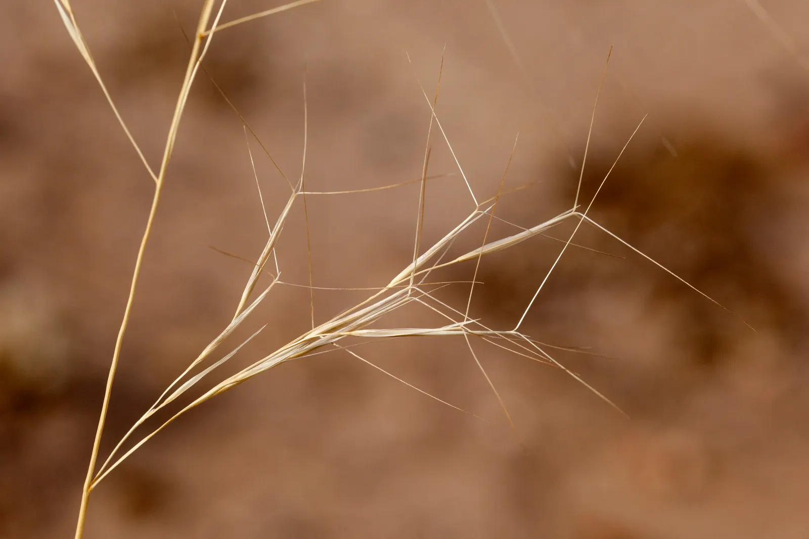 Purple Three Awn Grass (Aristida Purpurea) — this grass exhibits a delicate and fine-textured appearance.<br><br>Its most striking feature is the long