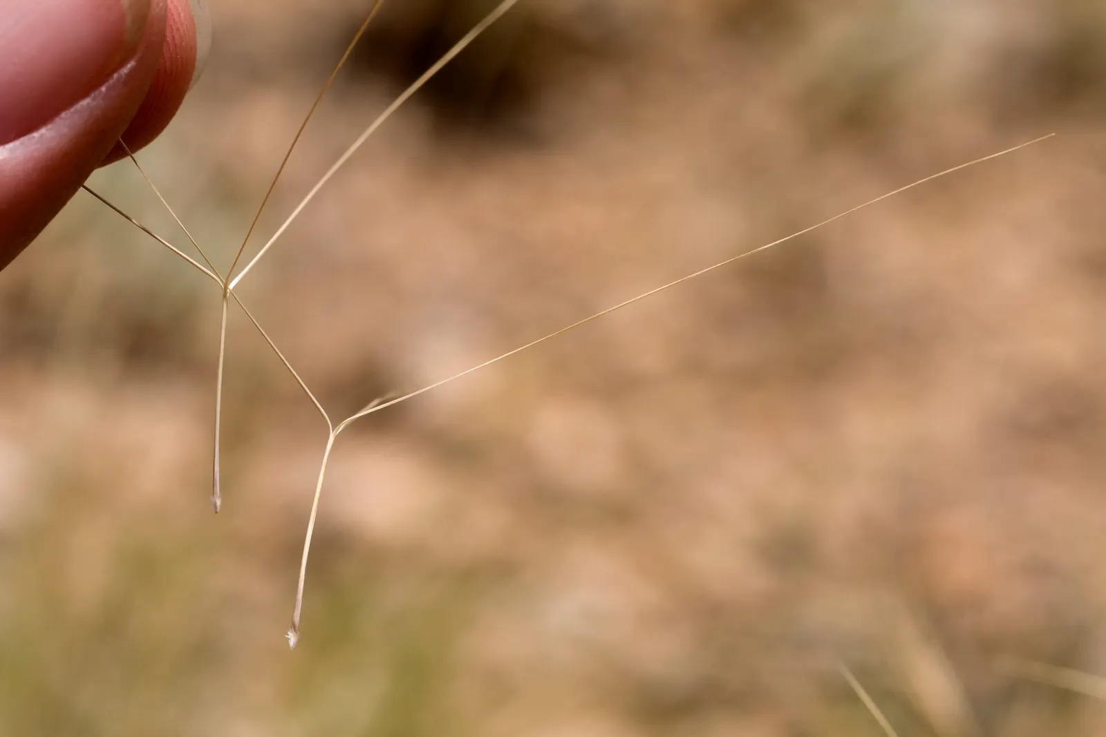 Purple Three Awn Grass (Aristida Purpurea) — as long as they are not overly wet