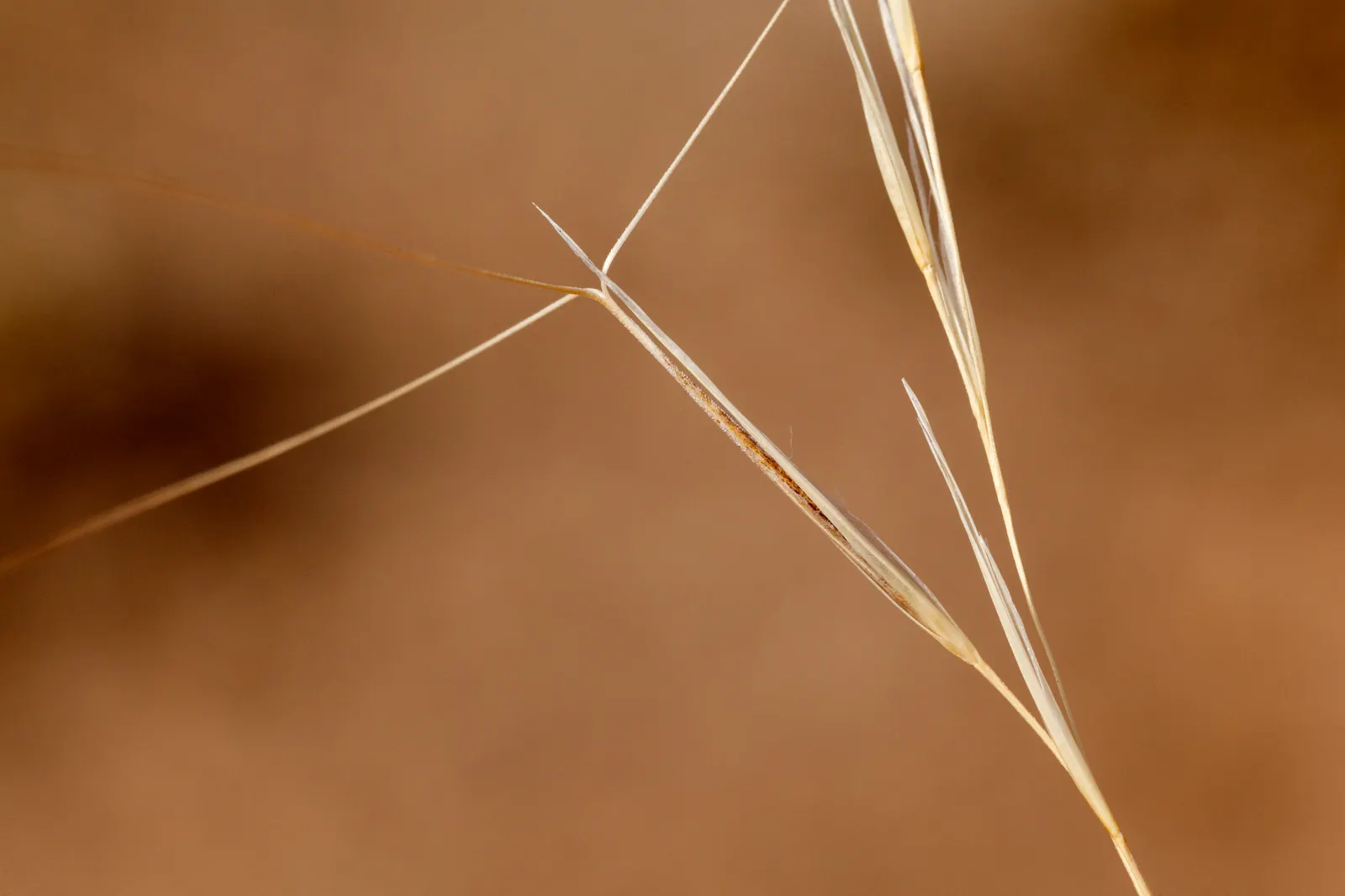 Purple Three Awn Grass (Aristida Purpurea) — The foliage itself may also present a purple tinge