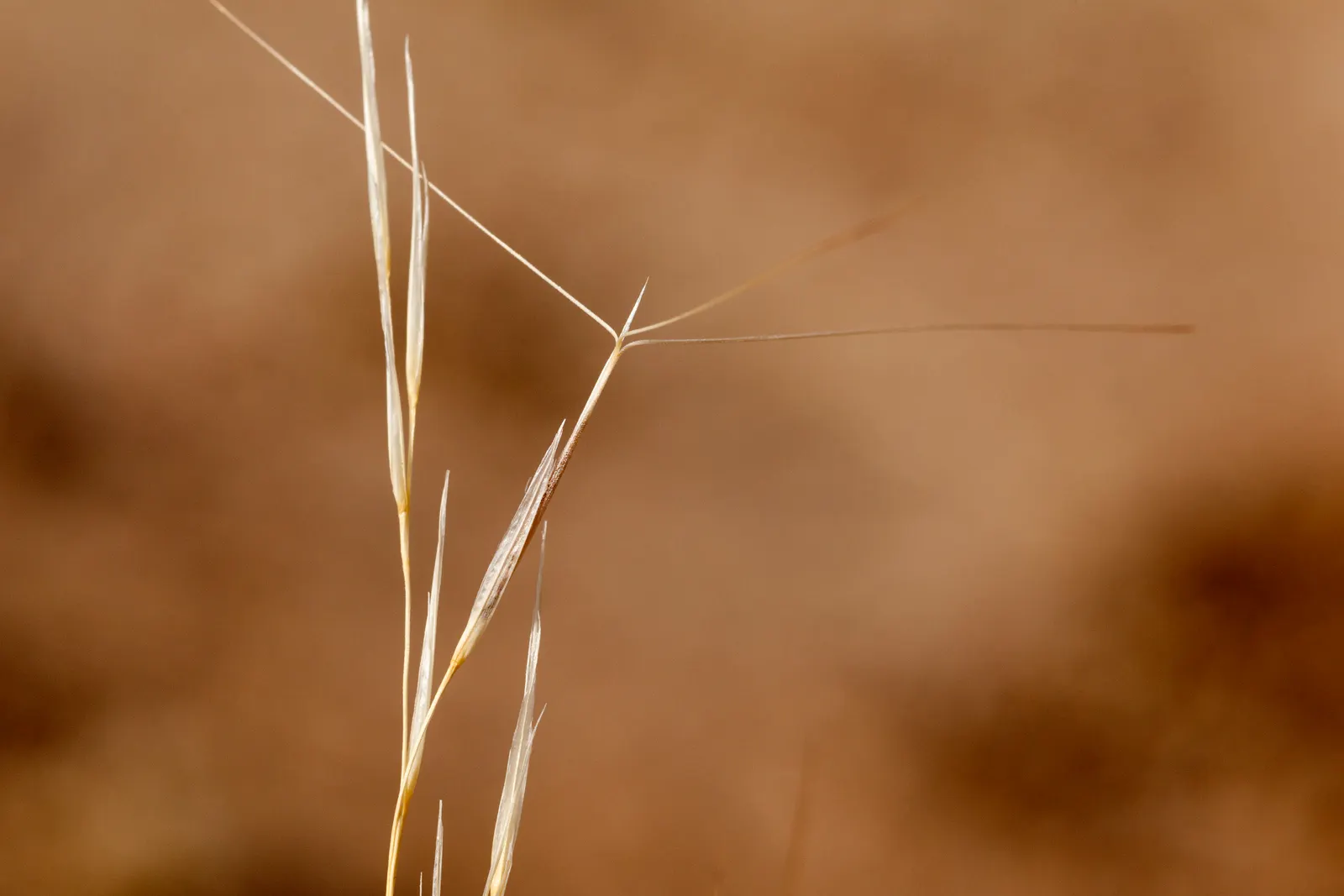 Purple Three Awn Grass (Aristida Purpurea) — which adds a subtle color contrast to the garden palette throughout the growing season