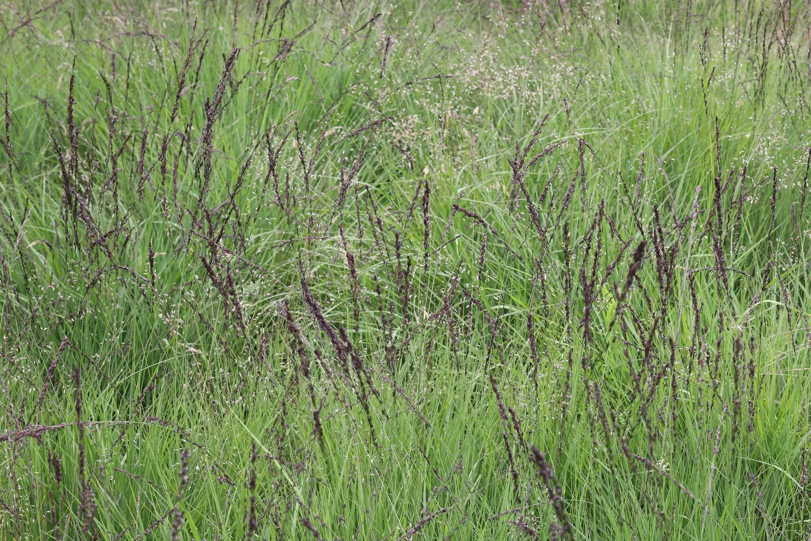 Moor Grass (Molinia Caerulea) — airy flower panicles rise above the foliage in late summer to early fall