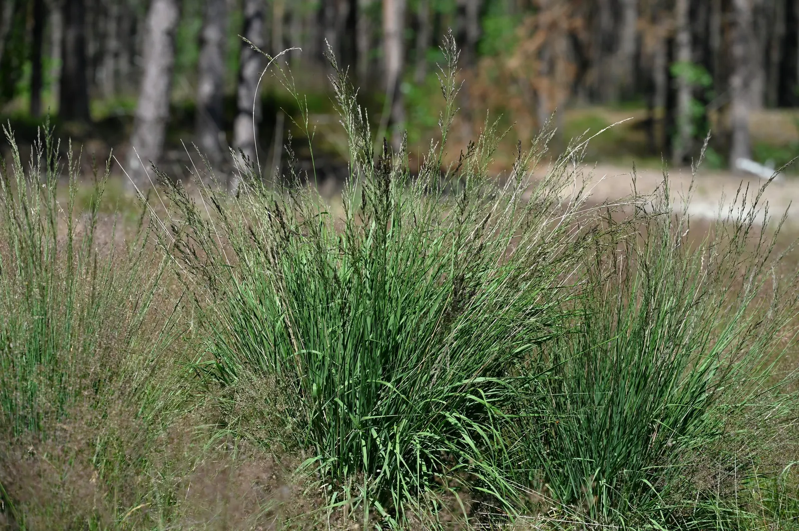 Moor Grass (Molinia Caerulea) — erect green foliage turning golden-yellow in fall