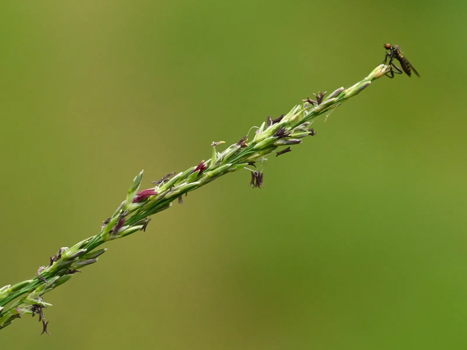 Moor Grass (Molinia Caerulea) — you can utilize Moor Grass as a naturalistic element in prairie-style gardens