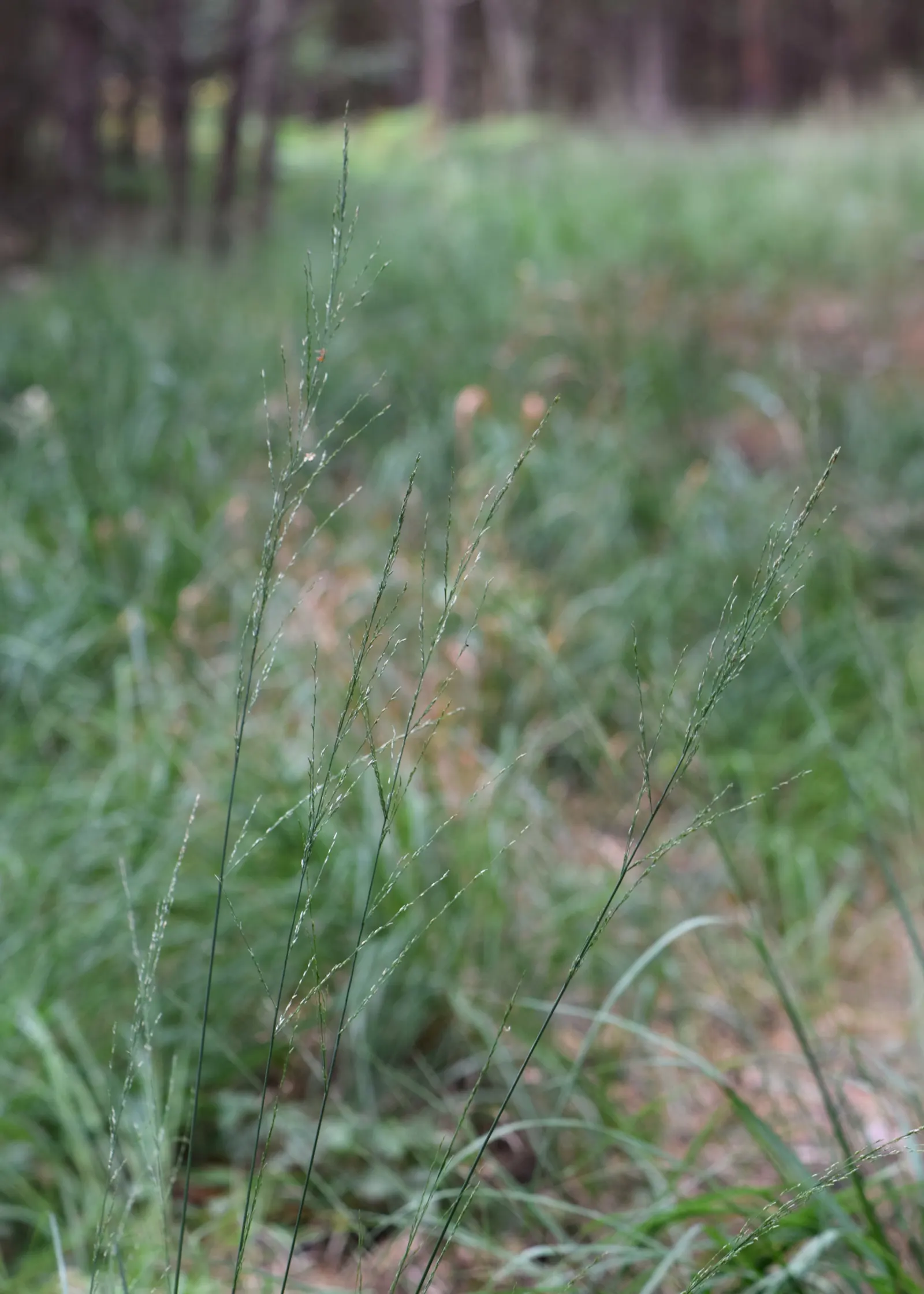 Moor Grass (Molinia Caerulea) — With its ease of care and graceful appearance; or as an accent alongside ornamental ponds and streams