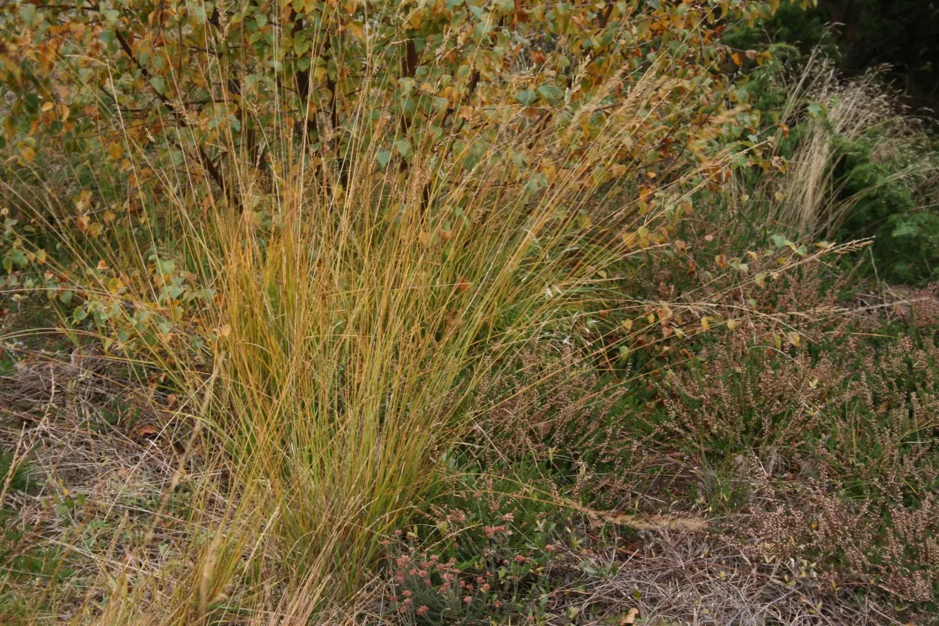 Moor Grass (Molinia Caerulea) — you can utilize Moor Grass as a naturalistic element in prairie-style gardens; scientifically referred to as Molinia caerulea