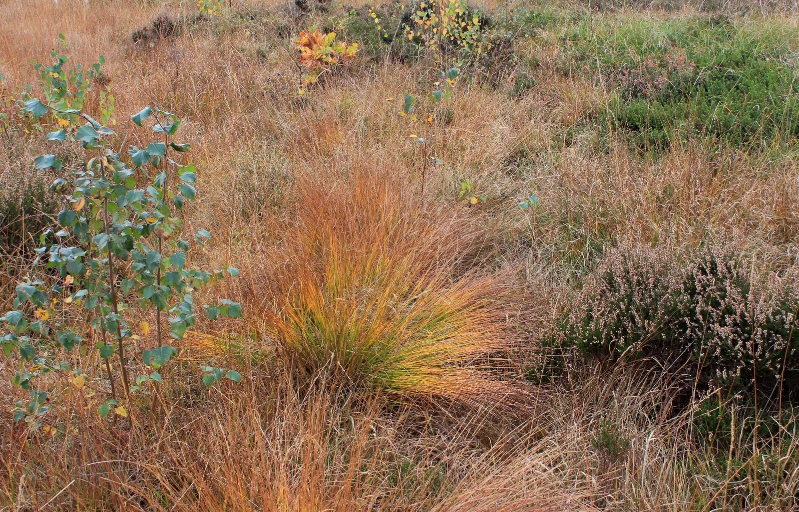 Moor Grass (Molinia Caerulea) — purple flowers in the garden