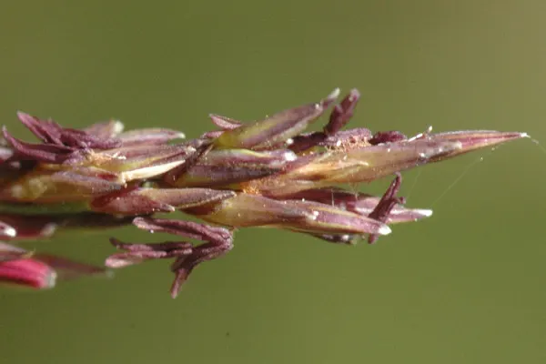Moor Grass (Molinia Caerulea) — scientifically referred to as Molinia caerulea; you can utilize Moor Grass as a naturalistic element in prairie-style gardens