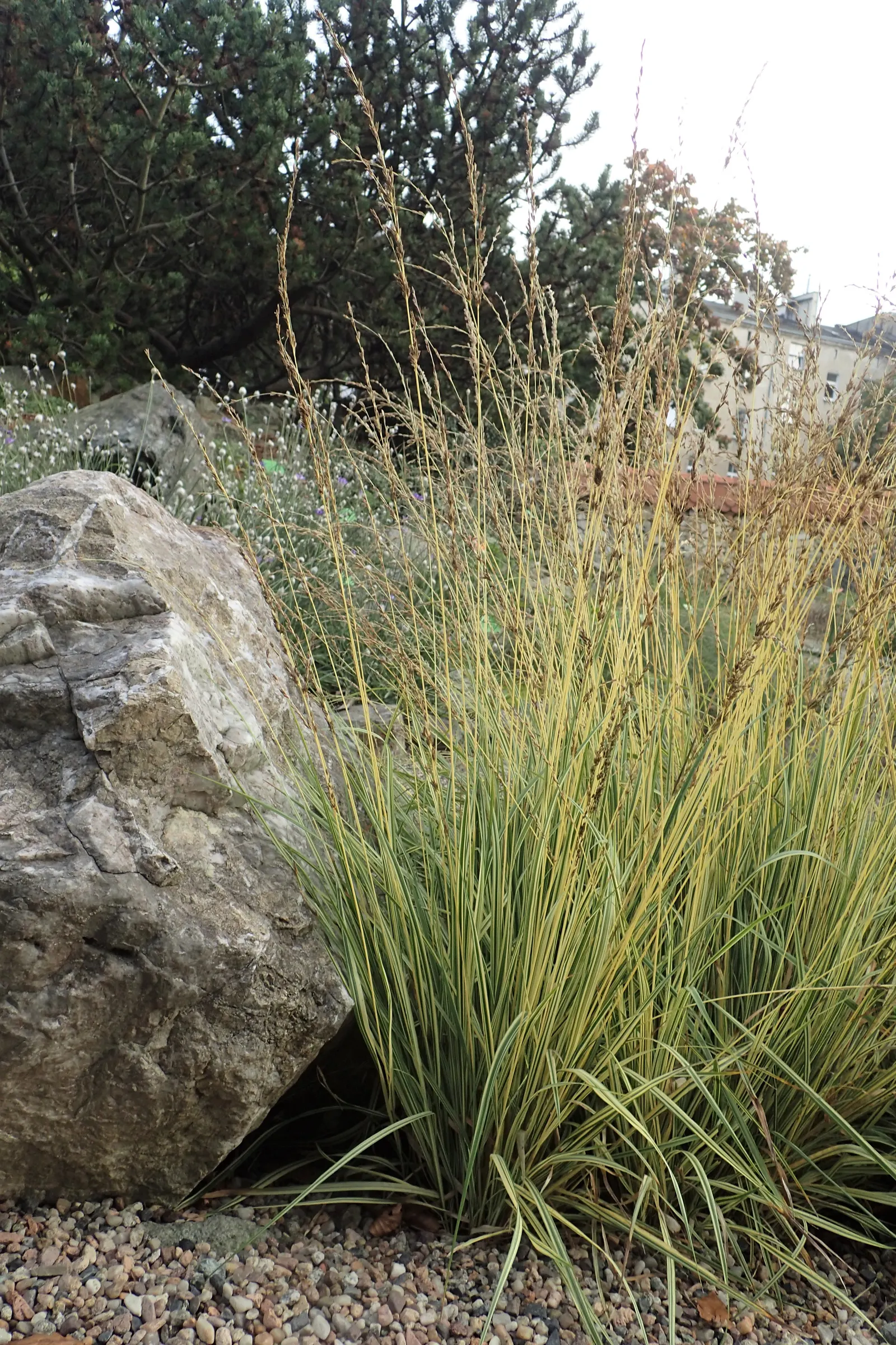 Moor Grass (Molinia Caerulea) — scientifically referred to as Molinia caerulea; you can utilize Moor Grass as a naturalistic element in, image 59