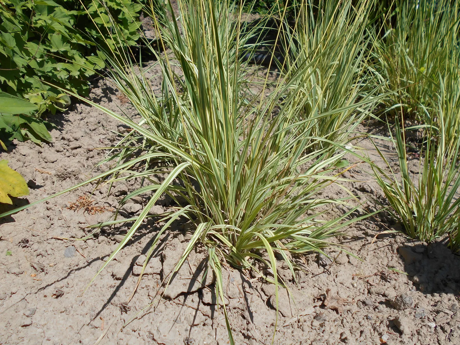 Moor Grass (Molinia Caerulea) — The foliage presents a stunning display of colors throughout the seasons; with some varieties capable of reaching up to 6 feet