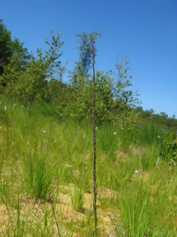 Moor Grass (Molinia Caerulea) — providing subtle movement and a fine texture that contrasts well with larger-leafed plants; when designing a, image 70