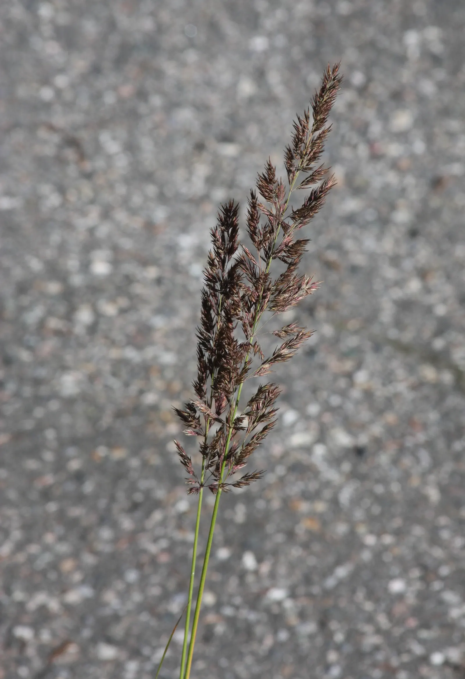Moor Grass (Molinia Caerulea) — it is sure to be a topic of conversation and a highlight within the client's garden; is a deciduous perennial with fine-textured