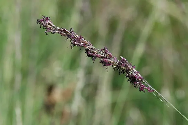 Moor Grass (Molinia Caerulea) — When designing a landscape; grass for full or half