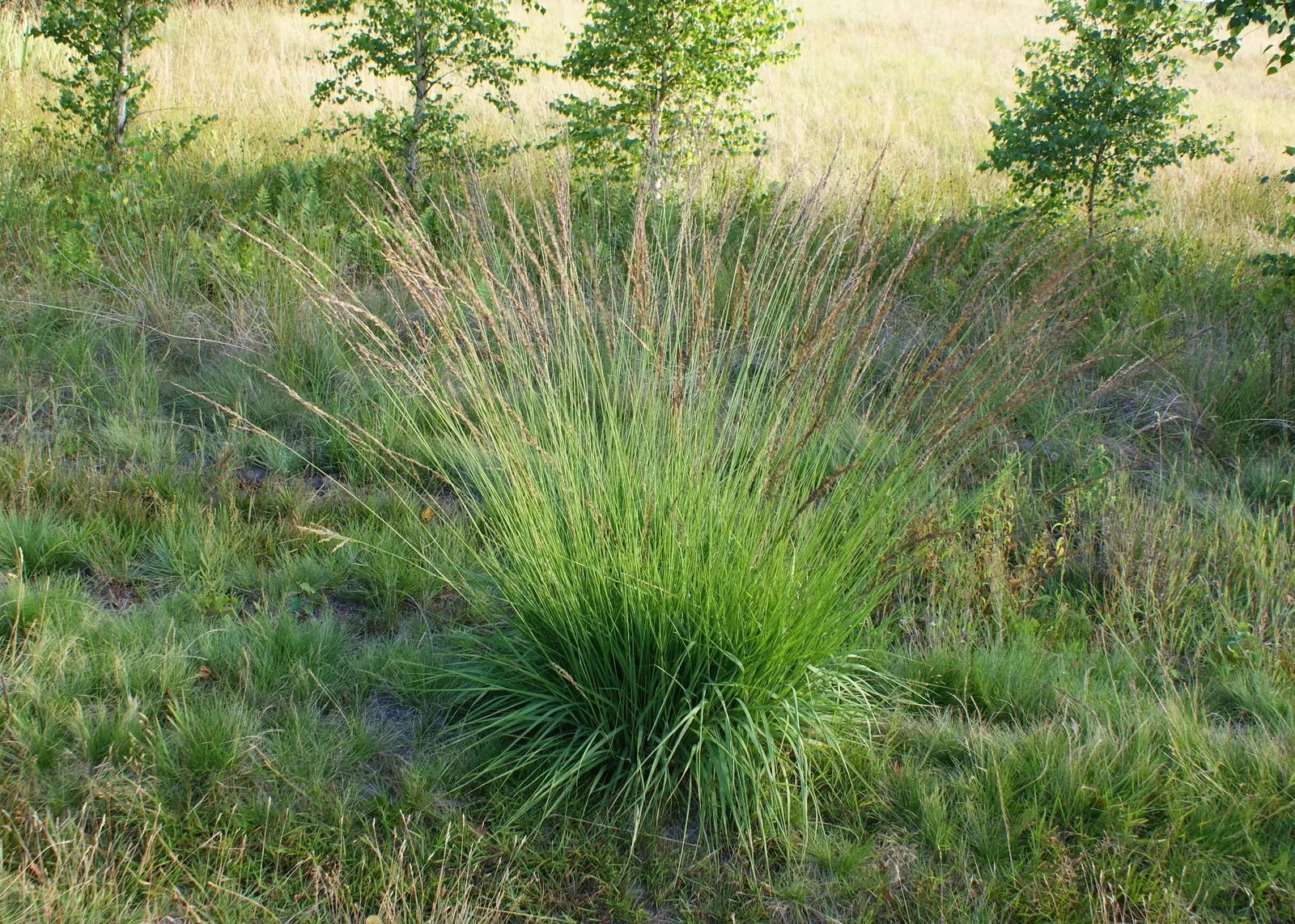 Moor Grass (Molinia Caerulea) — Preferring full sun to partial shade, Moor Grass thrives in moist, acidic soils; its delicate, airy flower stalks, image 57
