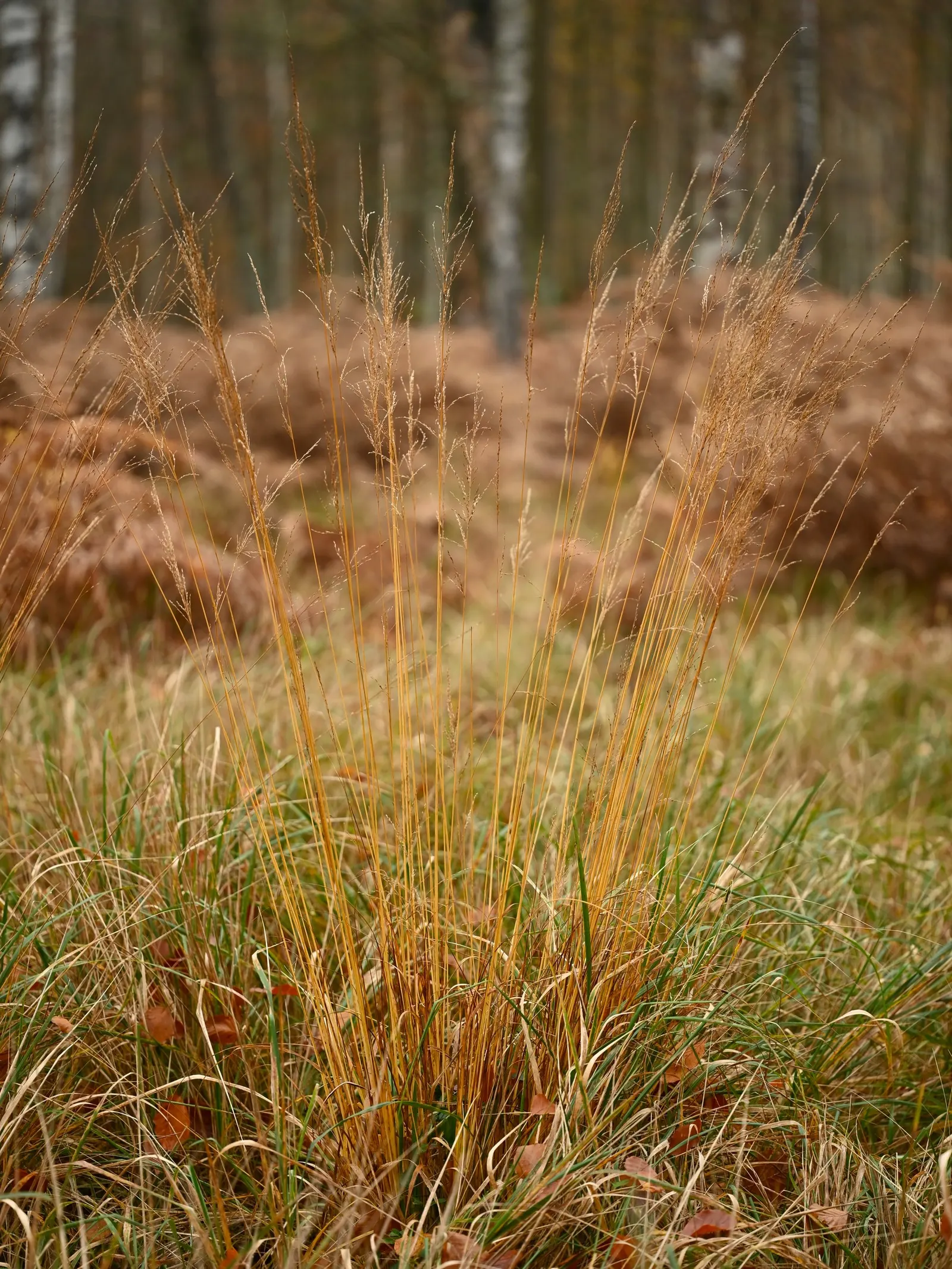 Moor Grass (Molinia Caerulea) — making it suitable for waterside plantings