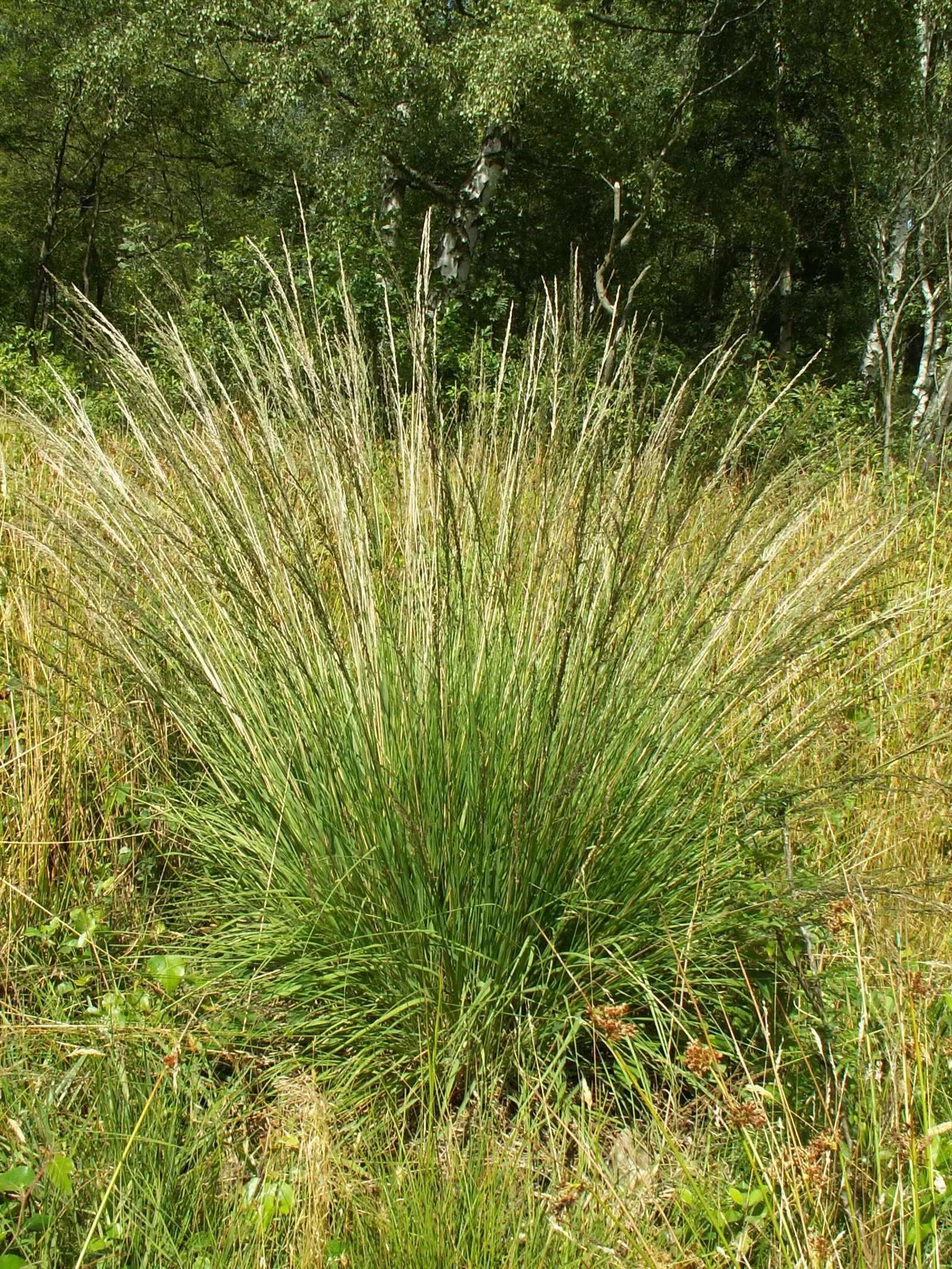 Moor Grass (Molinia Caerulea) — It is also tolerant of poorer soils and can withstand boggy conditions; airy flower panicles rise above the foliage in late