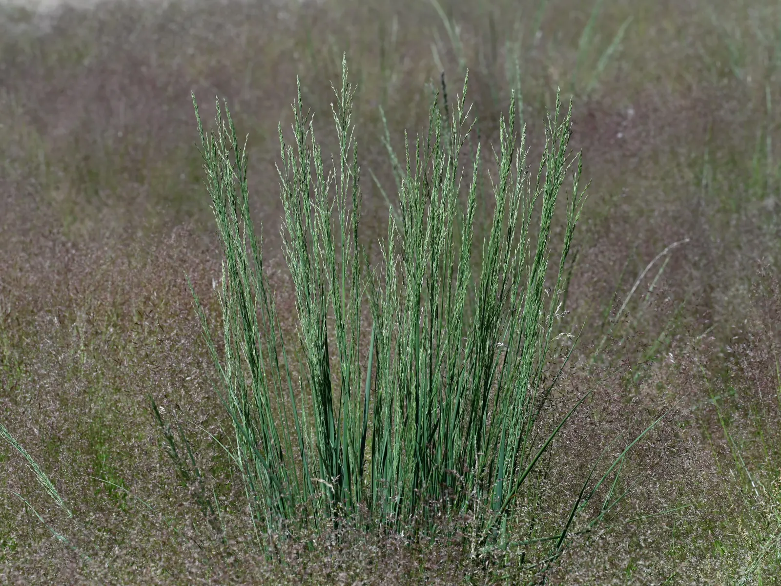 Moor Grass (Molinia Caerulea) — erect green foliage turning golden-yellow in fall; providing subtle movement and a fine texture that contrasts well, image 55