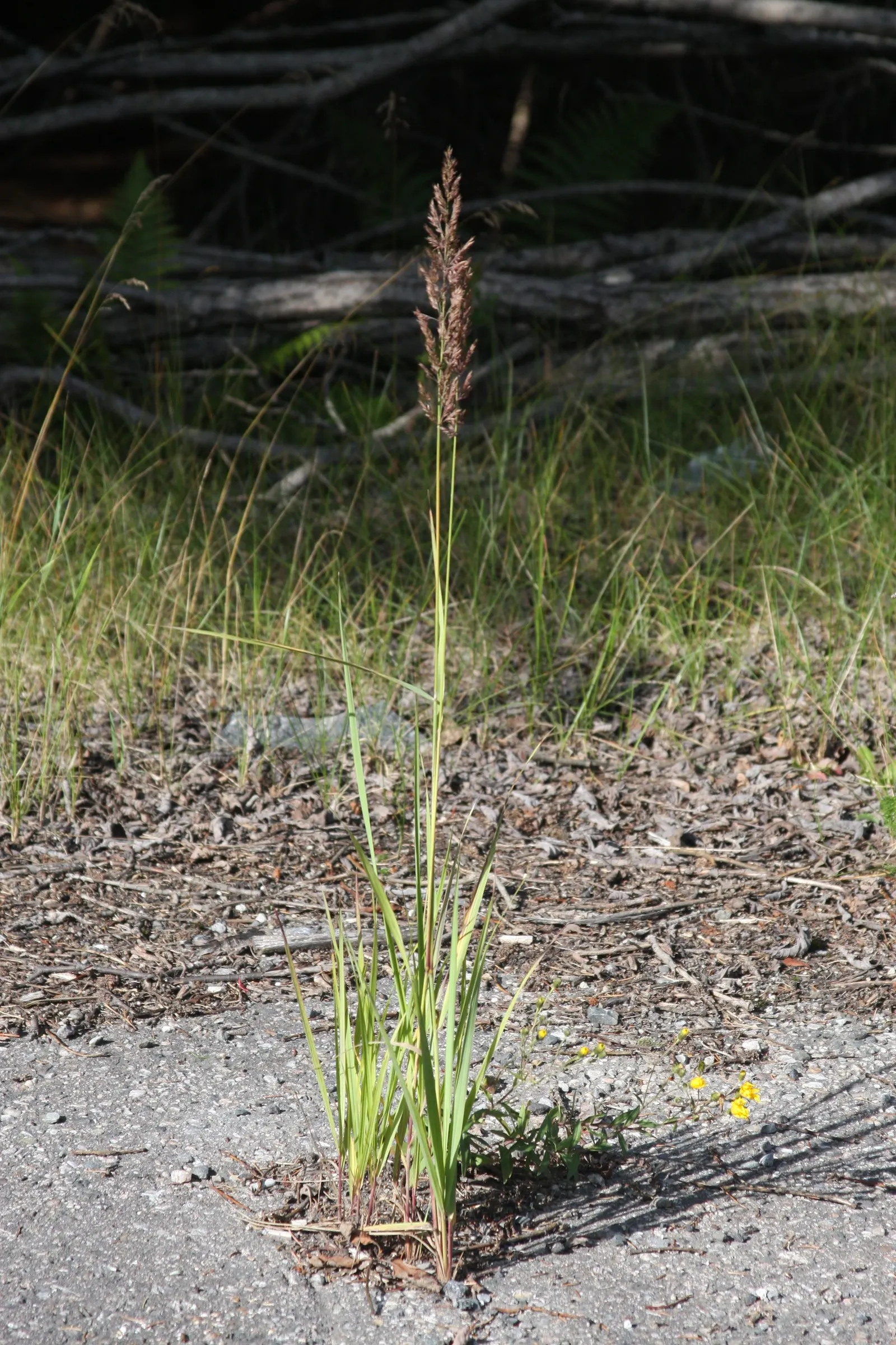 Moor Grass (Molinia Caerulea) — is a deciduous perennial with fine-textured; moor Grass provides vertical interest in a garden setting