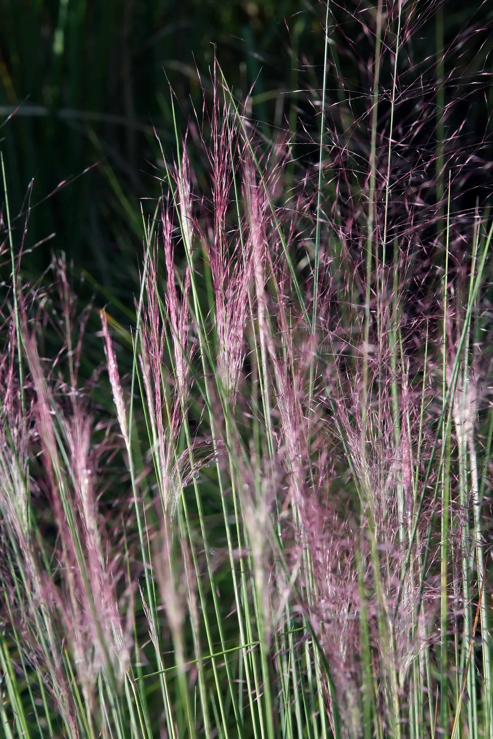 Moor Grass (Molinia Caerulea) — Appreciated for its versatility and low maintenance; is a perennial grass native to Europe