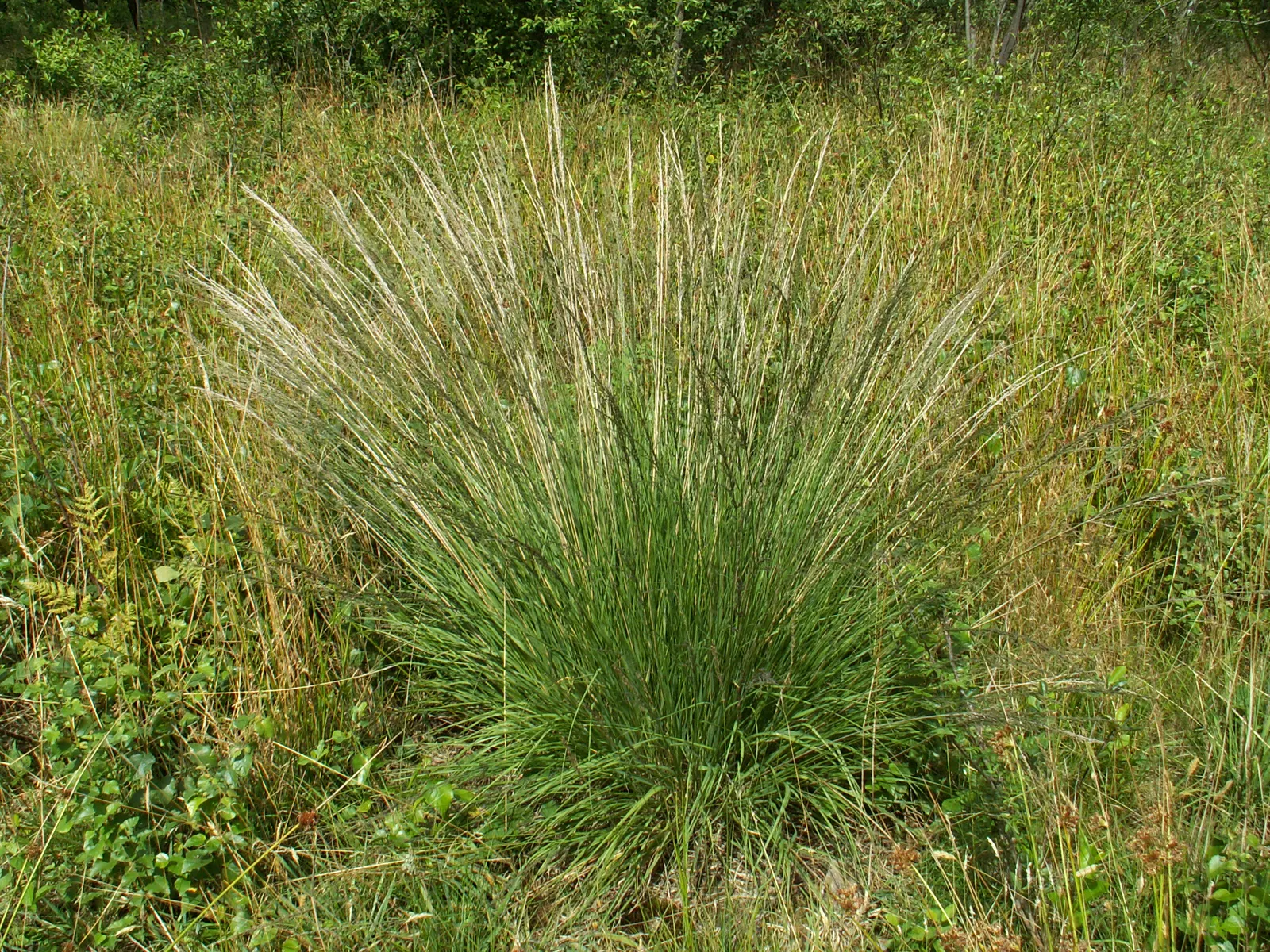 Moor Grass (Molinia Caerulea) — Appreciated for its versatility and low maintenance; is a perennial grass native to Europe, image 61