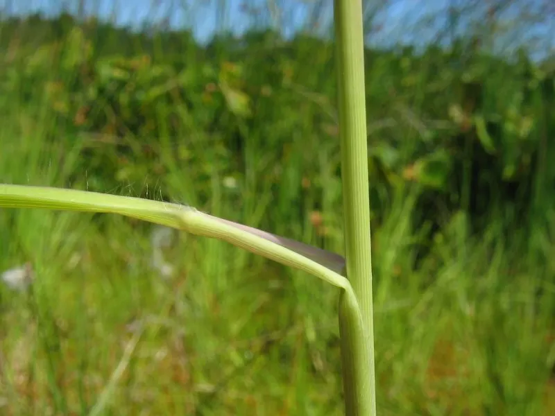 Moor Grass (Molinia Caerulea) — When designing a landscape; grass for full or half, image 71