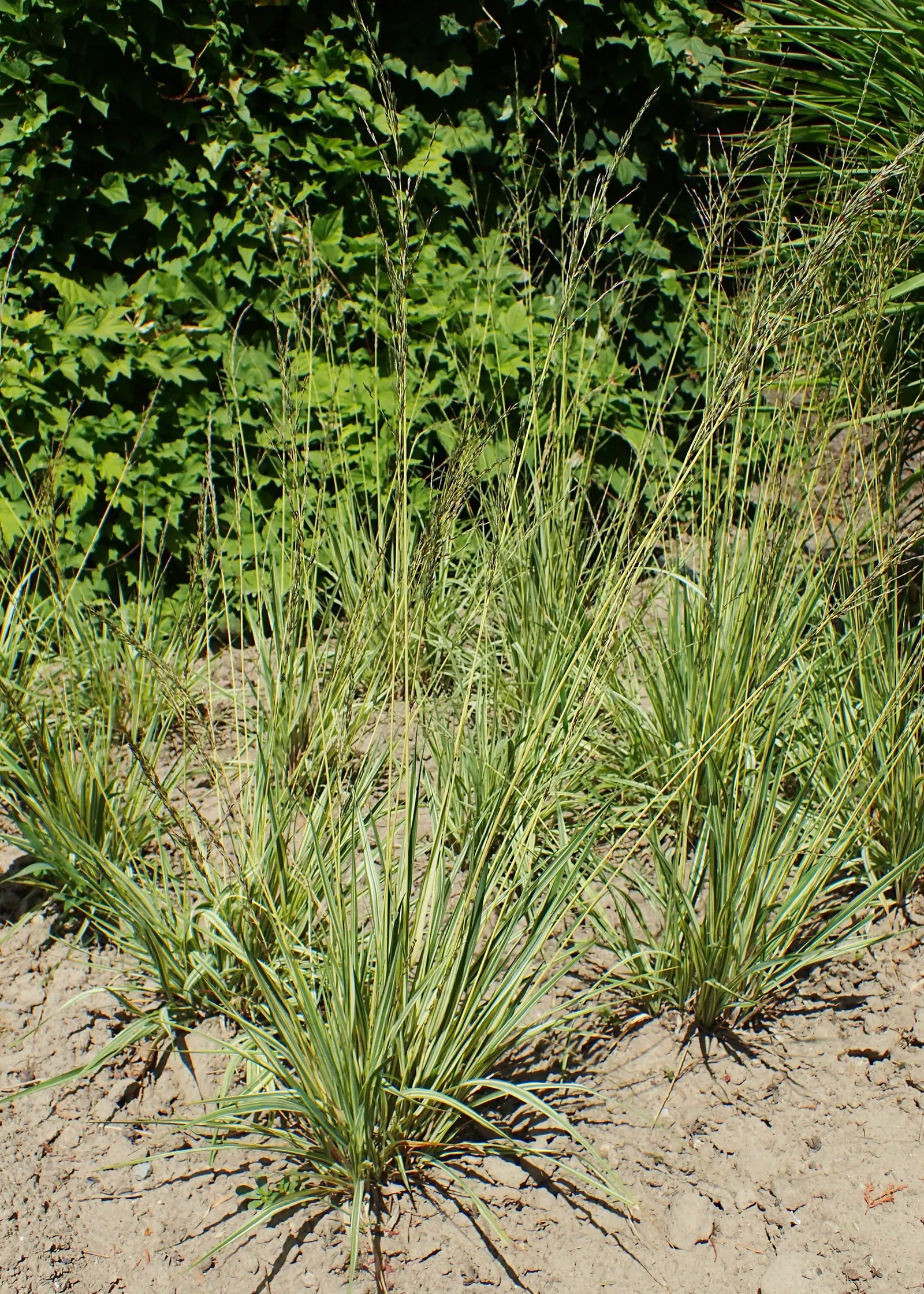 Moor Grass (Molinia Caerulea) — providing subtle movement and a fine texture that contrasts well with larger-leafed plants